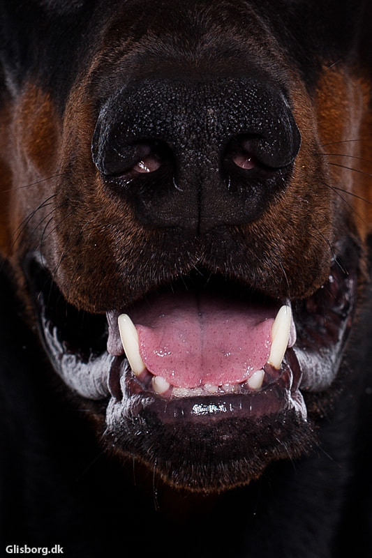 Canon EOS-1D Mark III sample photo. Rigga photography