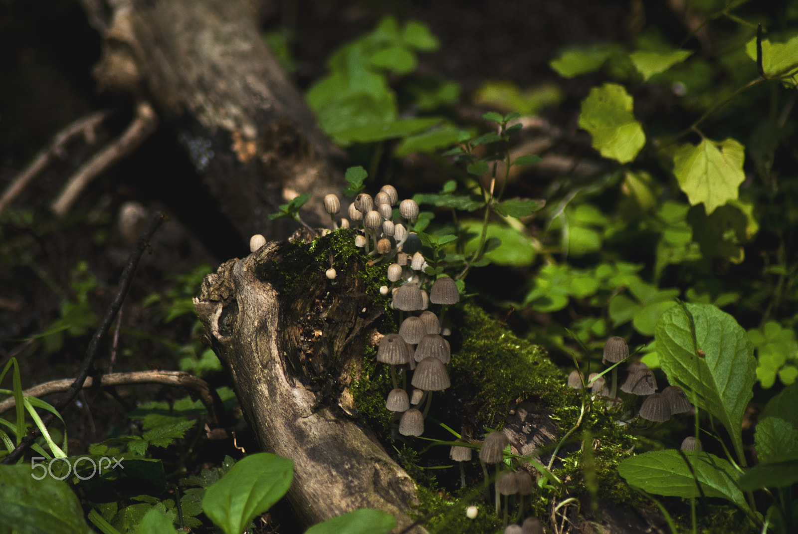 Nikon D3000 sample photo. уютный мир photography