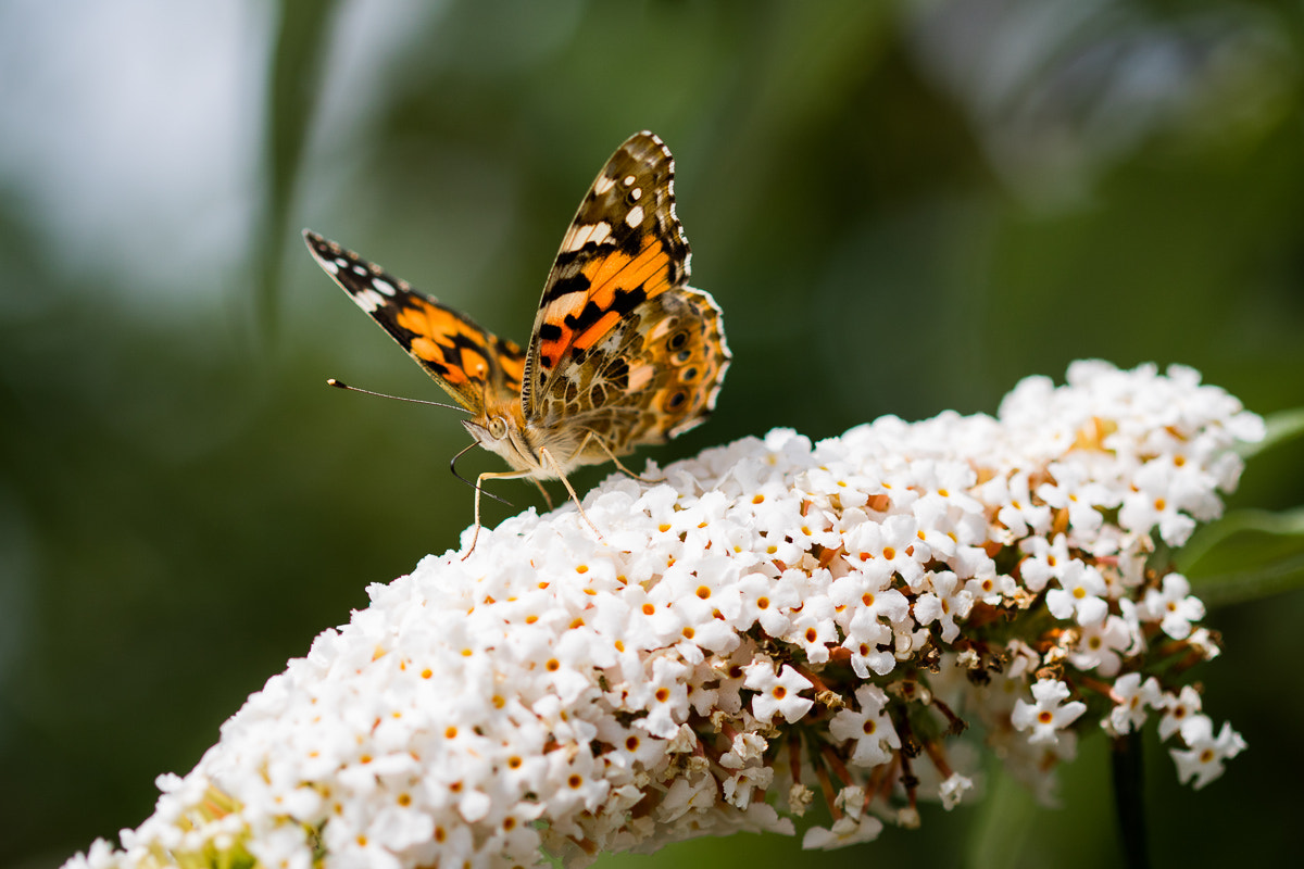 Canon EOS M3 sample photo. Butterfly photography
