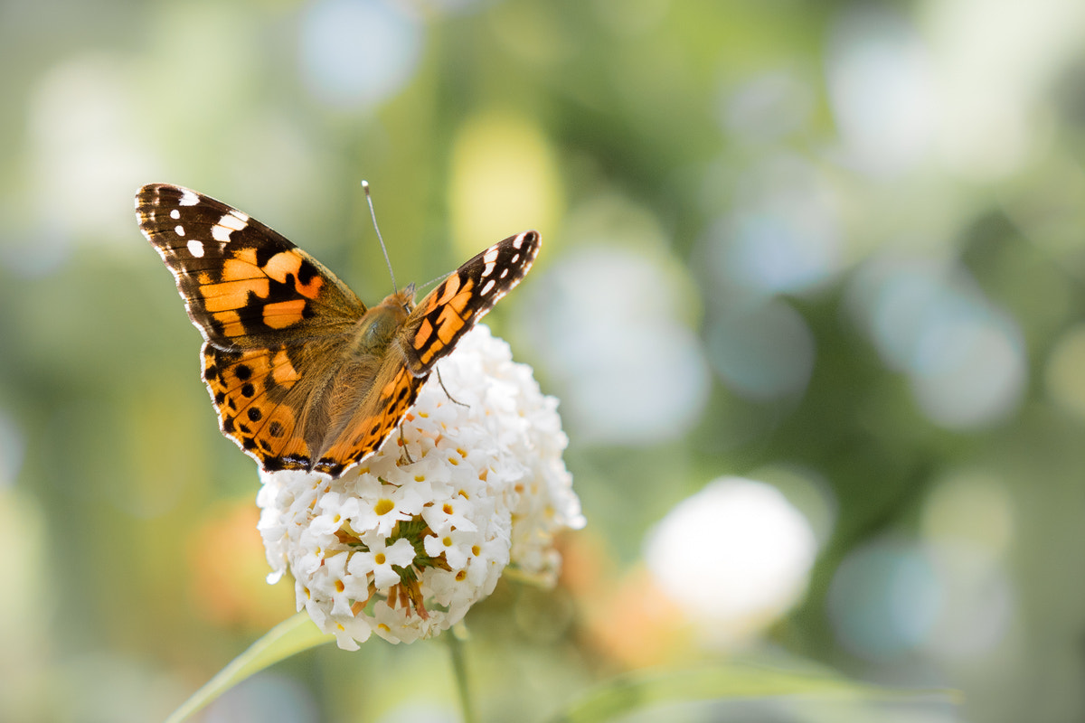 Canon EOS M3 sample photo. Butterfly photography