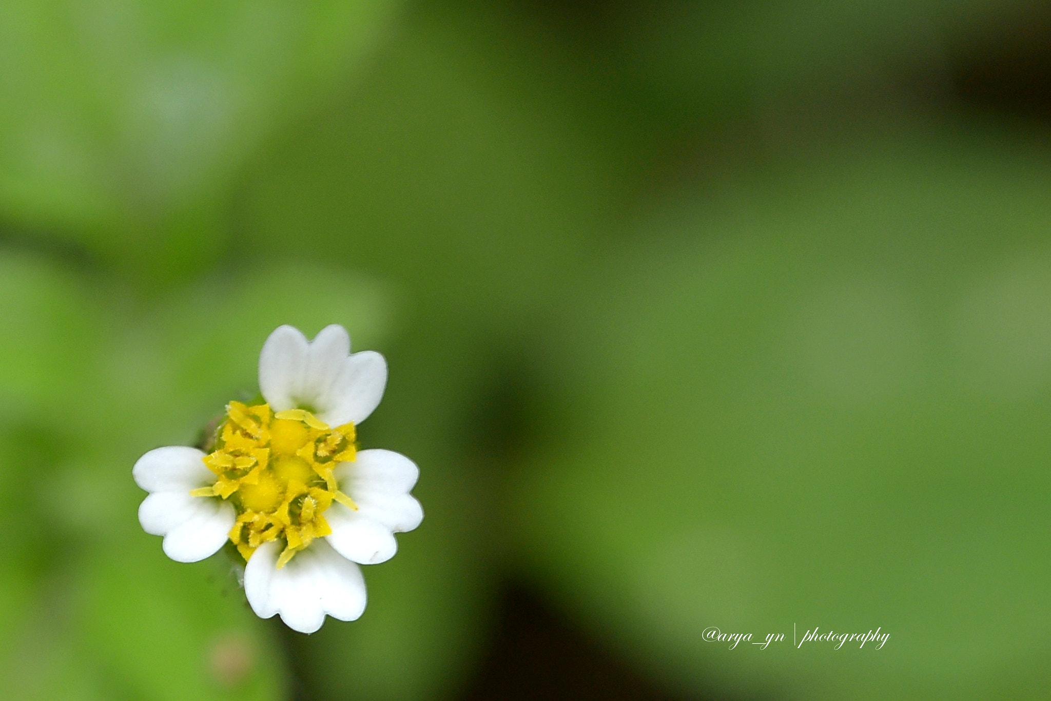 Sigma 105mm F2.8 EX DG OS HSM sample photo. Potato weed photography