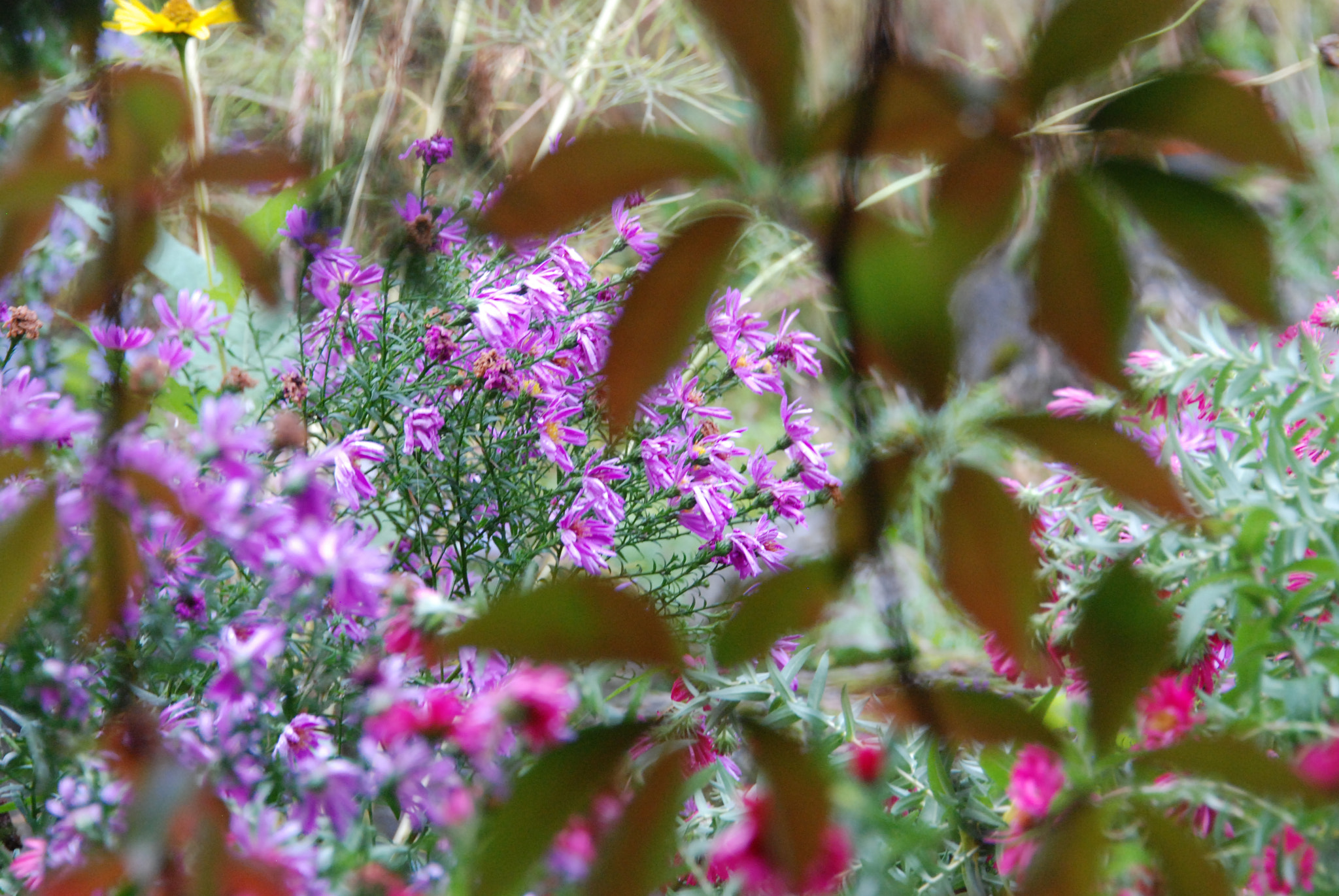 Nikon D80 sample photo. Natur photography