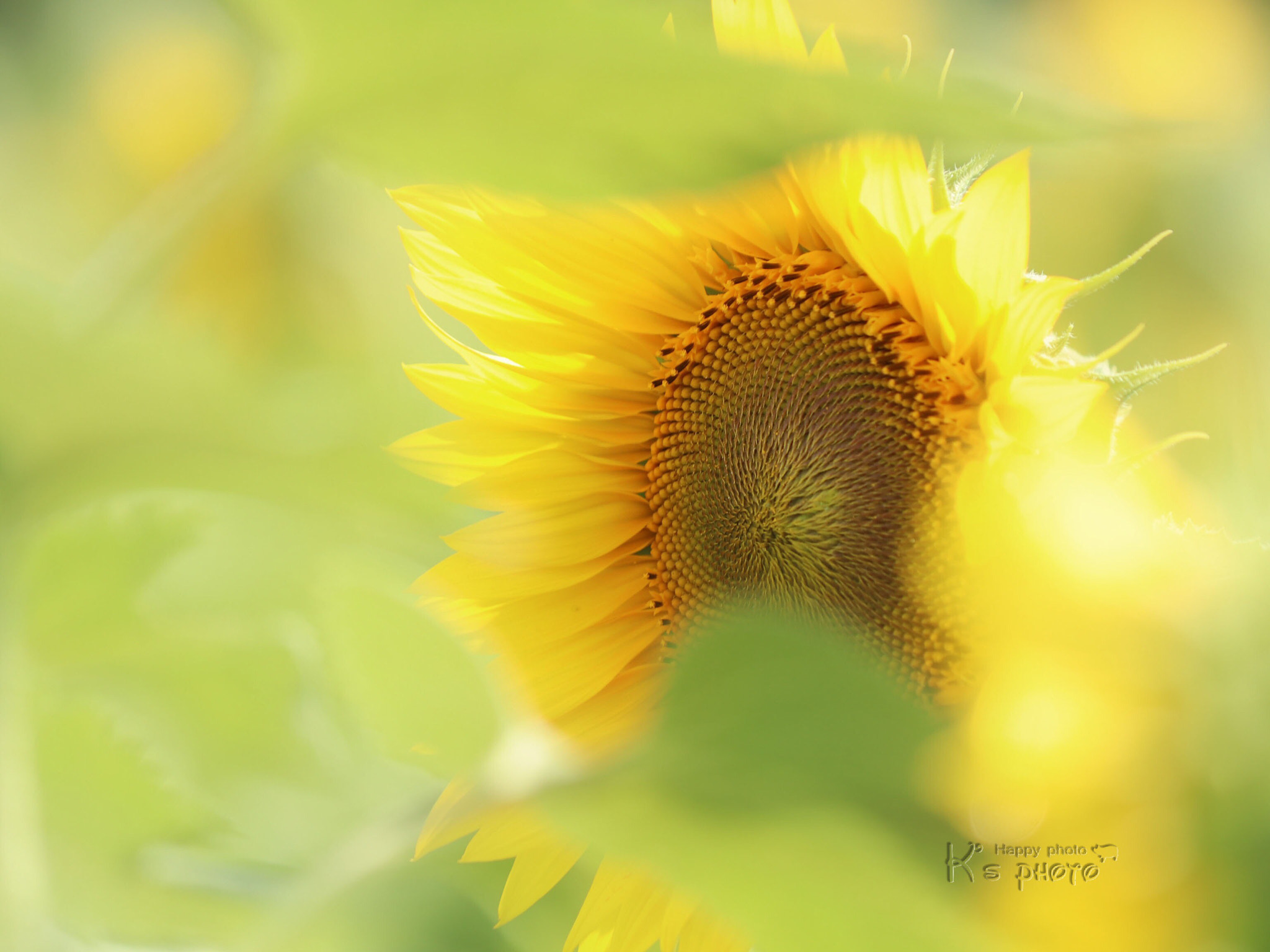 Canon EF-S 60mm F2.8 Macro USM sample photo. Sunflower photography