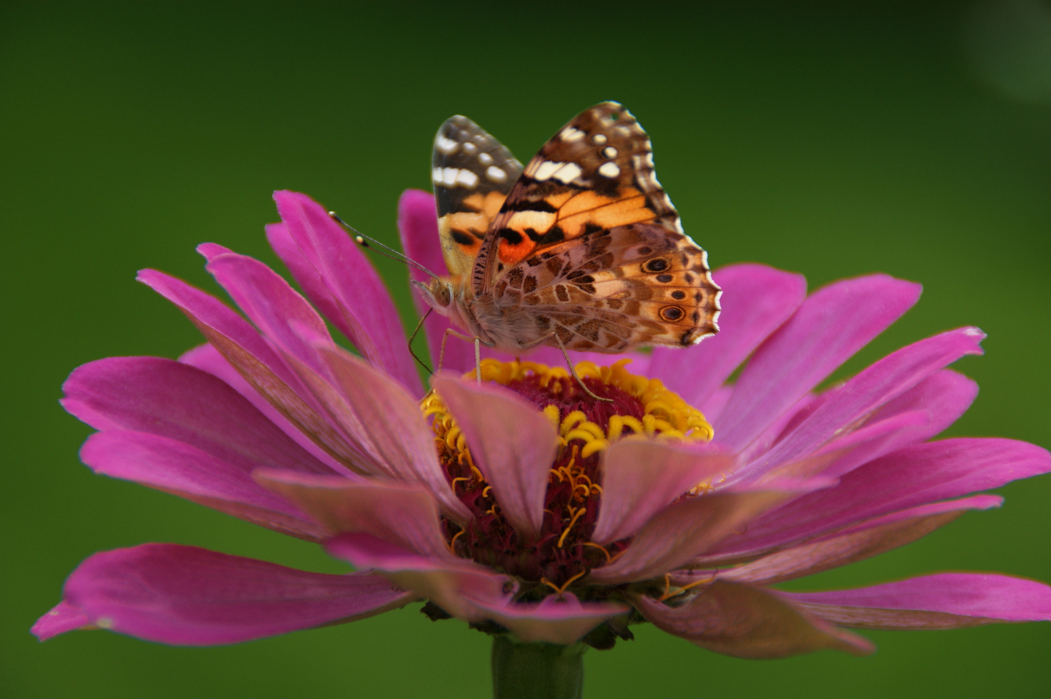 Sony Alpha DSLR-A290 sample photo. Butterfly on zinnia photography