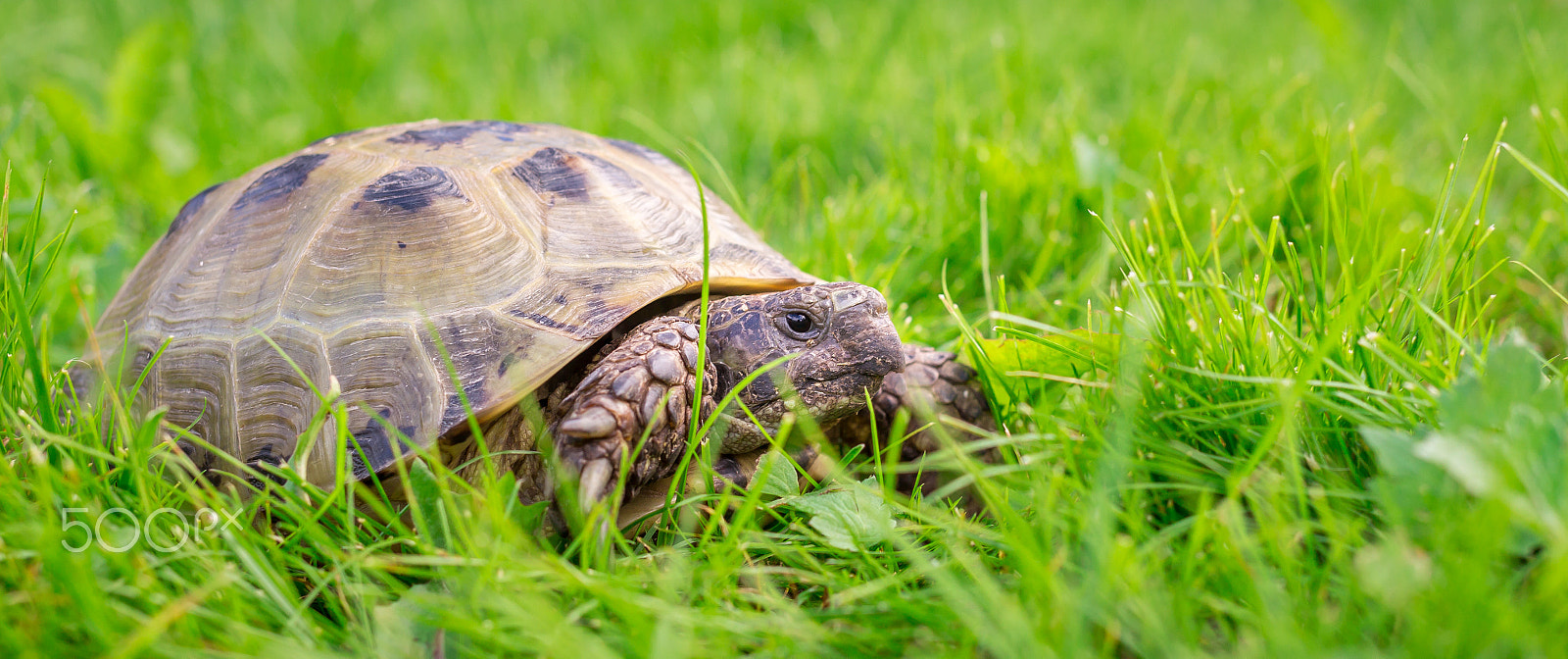 Canon EF 35mm F2 IS USM sample photo. Tyyne turtle on grass photography