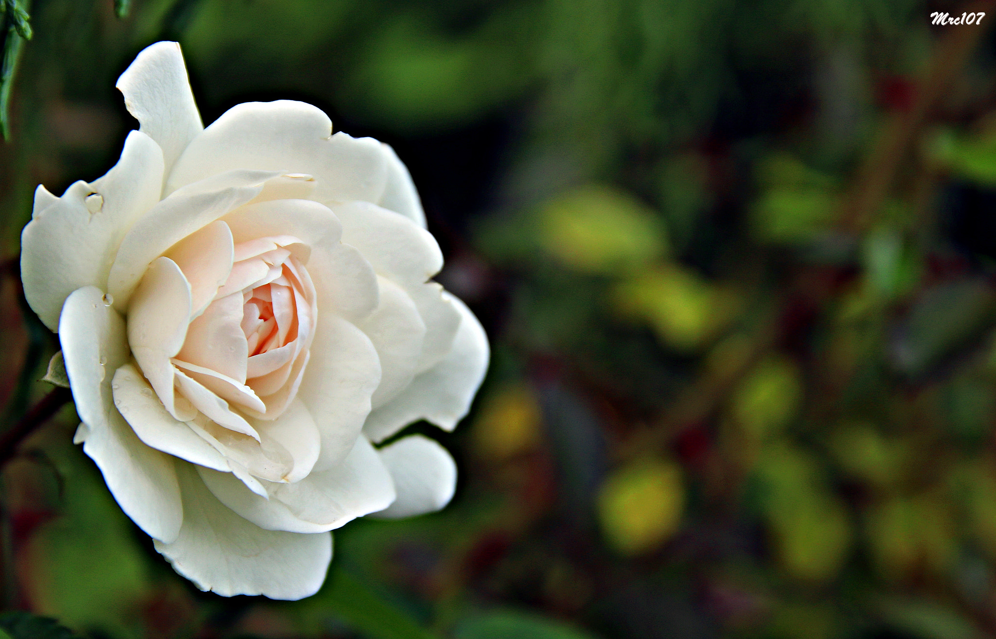 Sigma 17-70mm F2.8-4 DC Macro OS HSM sample photo. Rosa photography