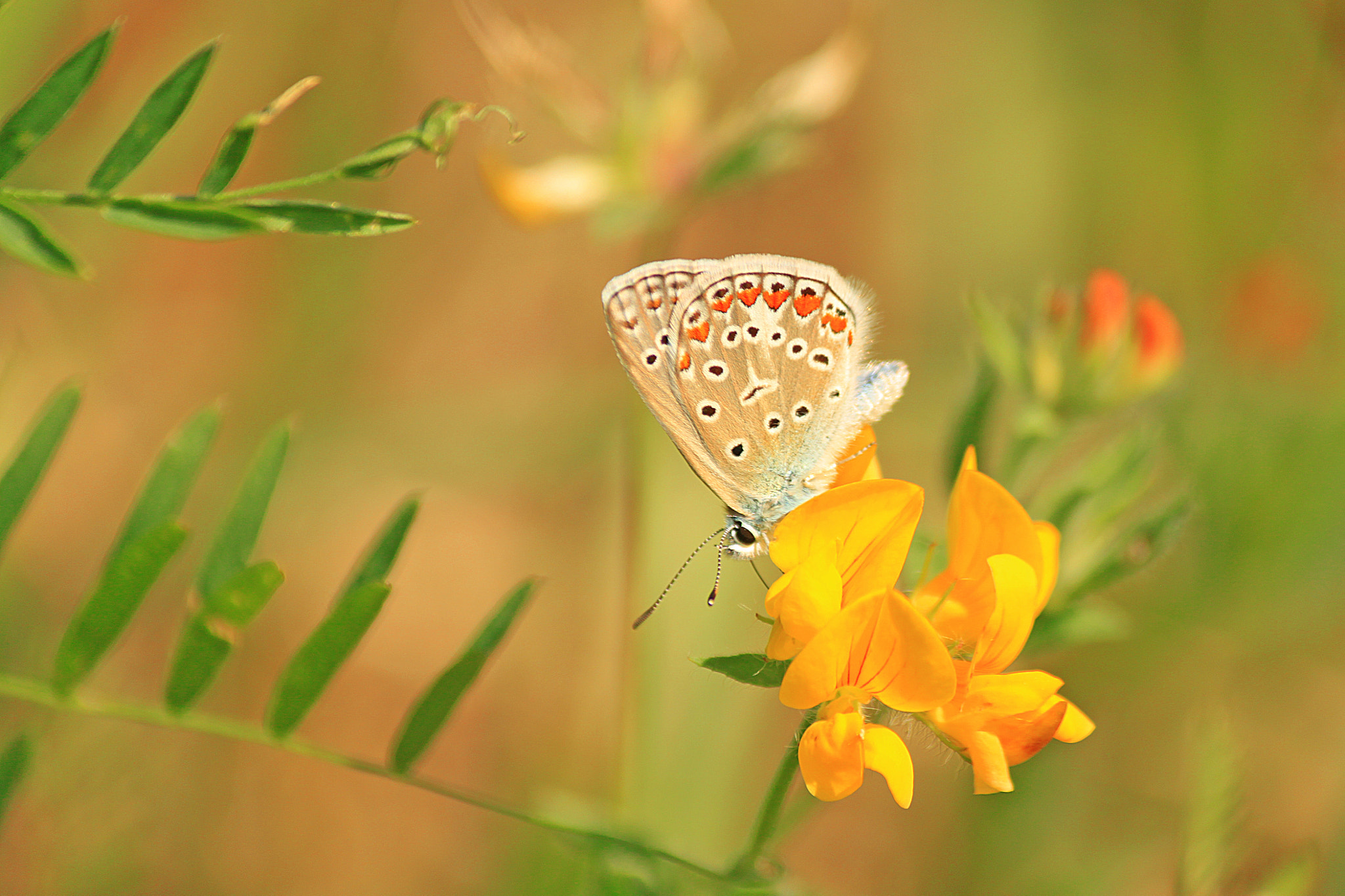 Canon EOS 500D (EOS Rebel T1i / EOS Kiss X3) sample photo. The last dance of a butterfly photography