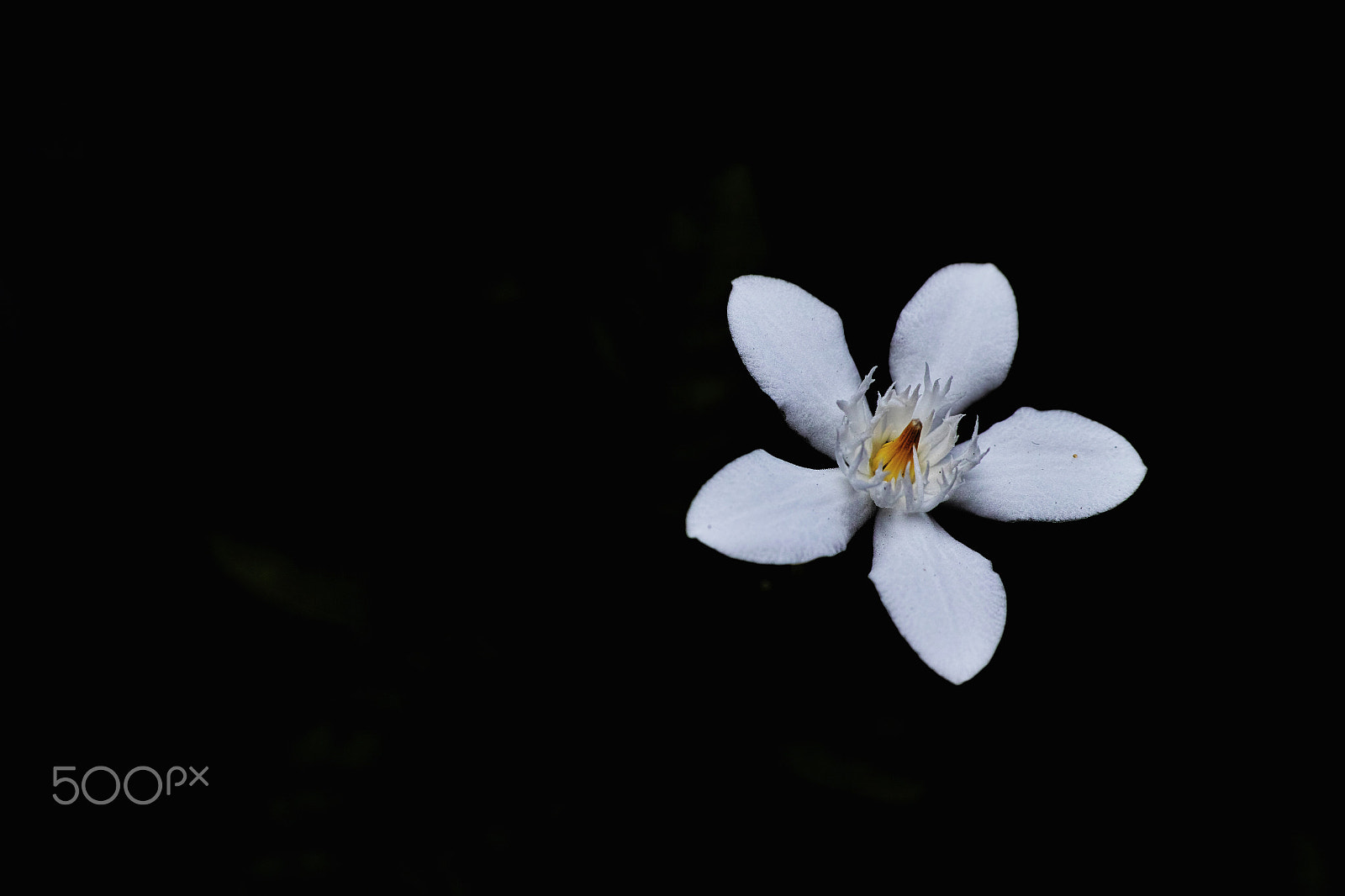 Sigma 50mm F2.8 EX DG Macro sample photo. Untitled photography