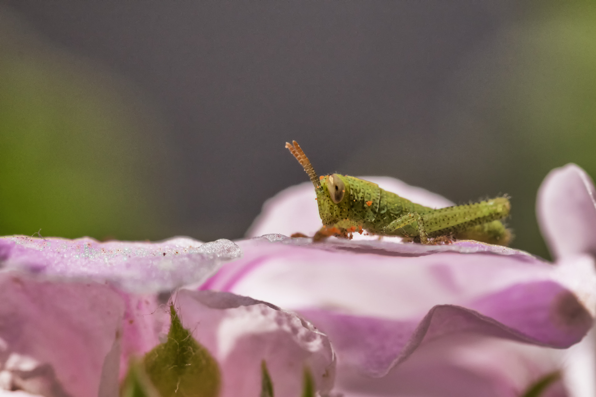 Sigma 105mm F2.8 EX DG OS HSM sample photo. The little cricket photography