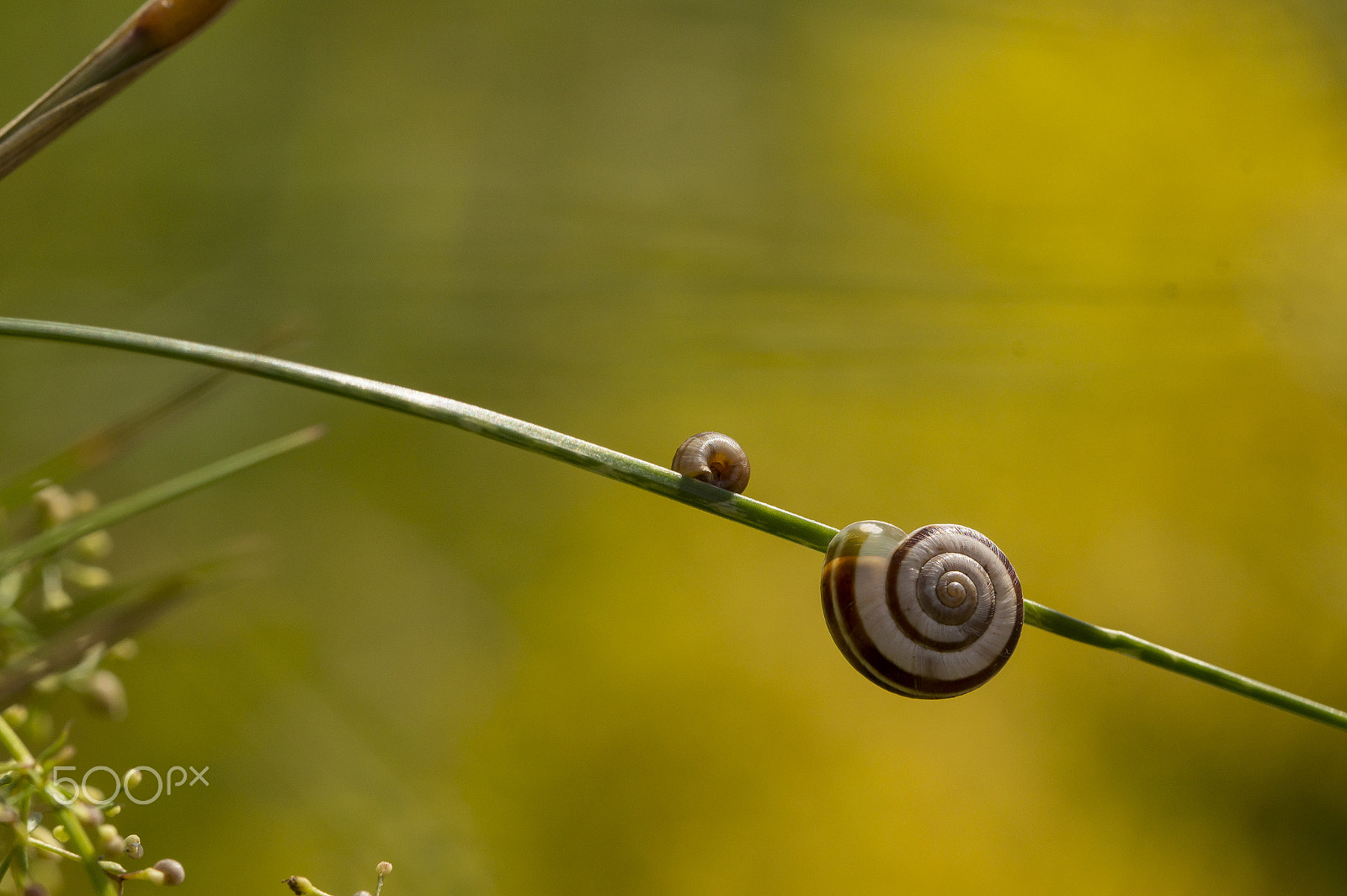 Sony SLT-A58 + 90mm F2.8 Macro SSM sample photo. Schneggi photography