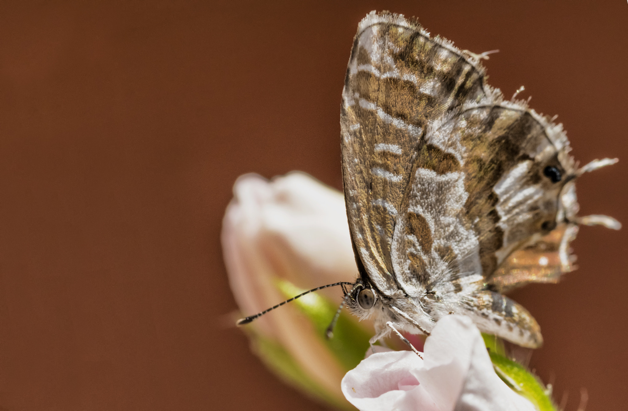 Sigma 105mm F2.8 EX DG OS HSM sample photo. Cacyreus marshalli geranium bronze photography