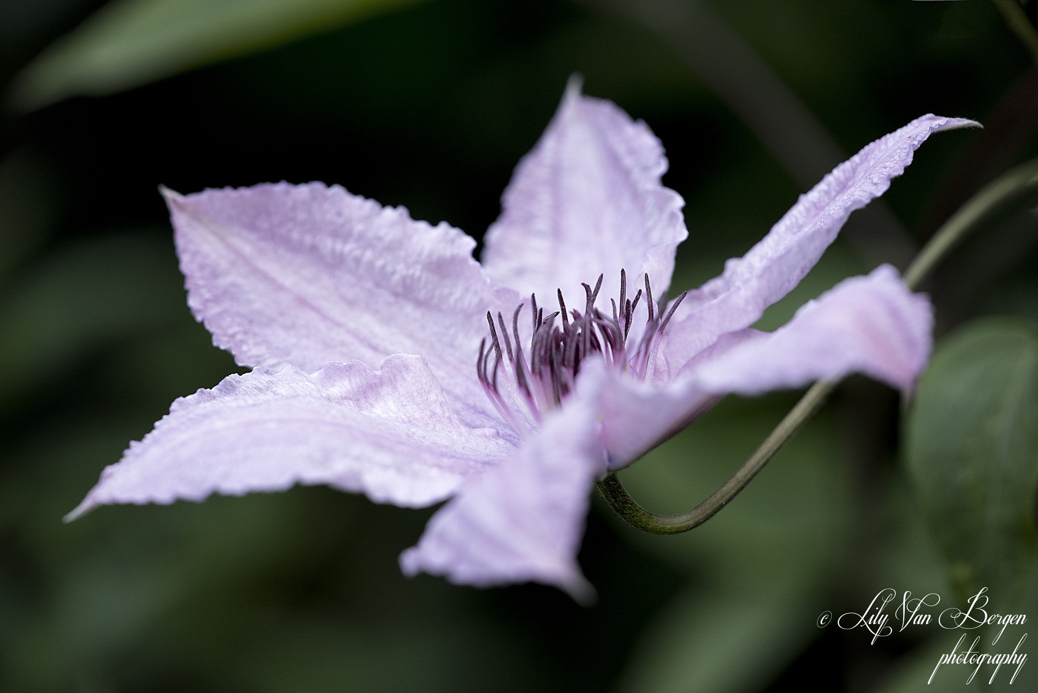 Nikon D810 + Sigma 150mm F2.8 EX DG Macro HSM sample photo. Clematis photography