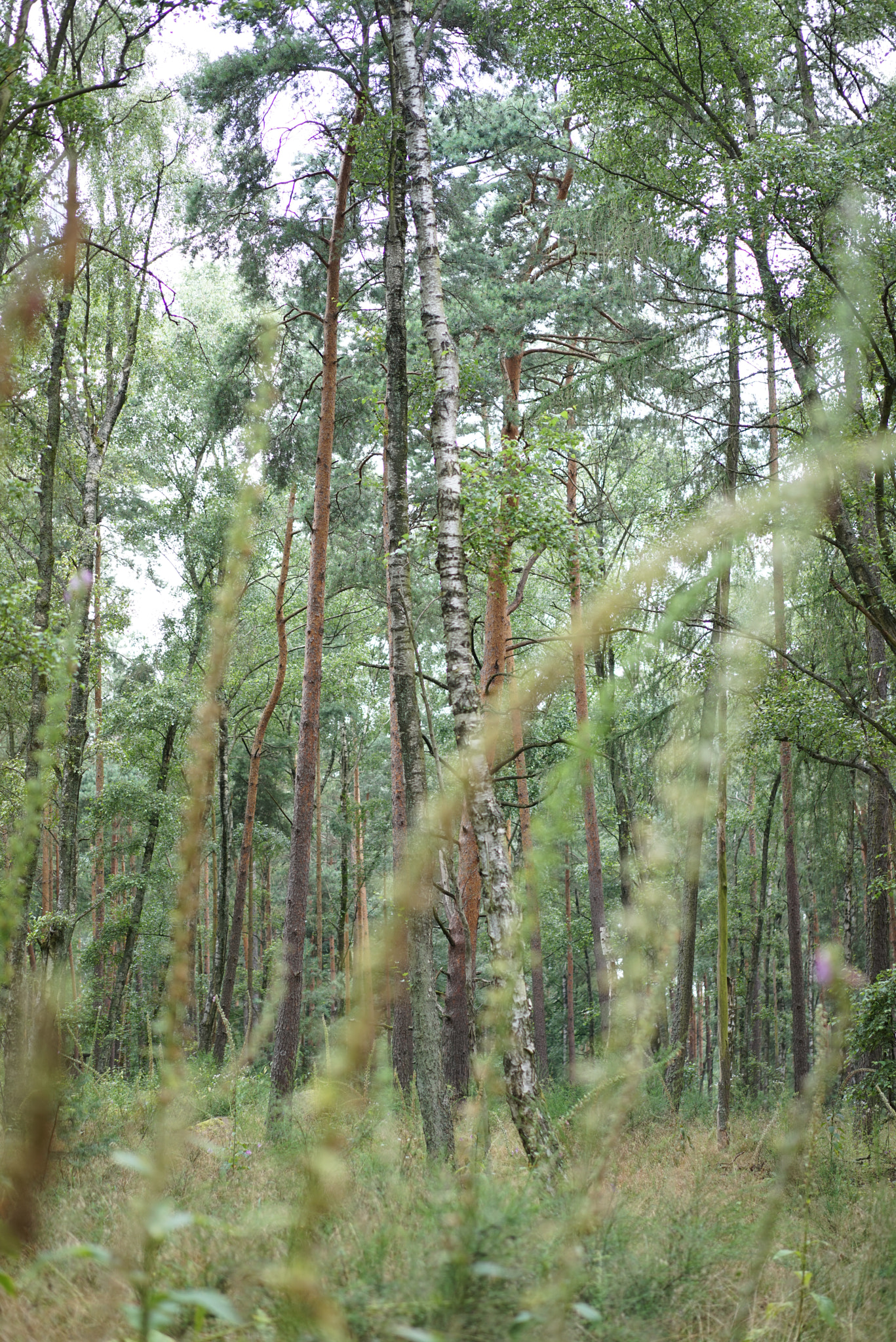 Sony a7R + Sony Sonnar T* FE 55mm F1.8 ZA sample photo. Birch forrest photography
