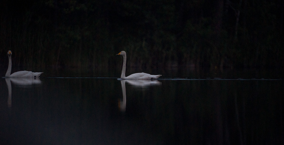 Sony 500mm F8 Reflex sample photo. Swan ii photography