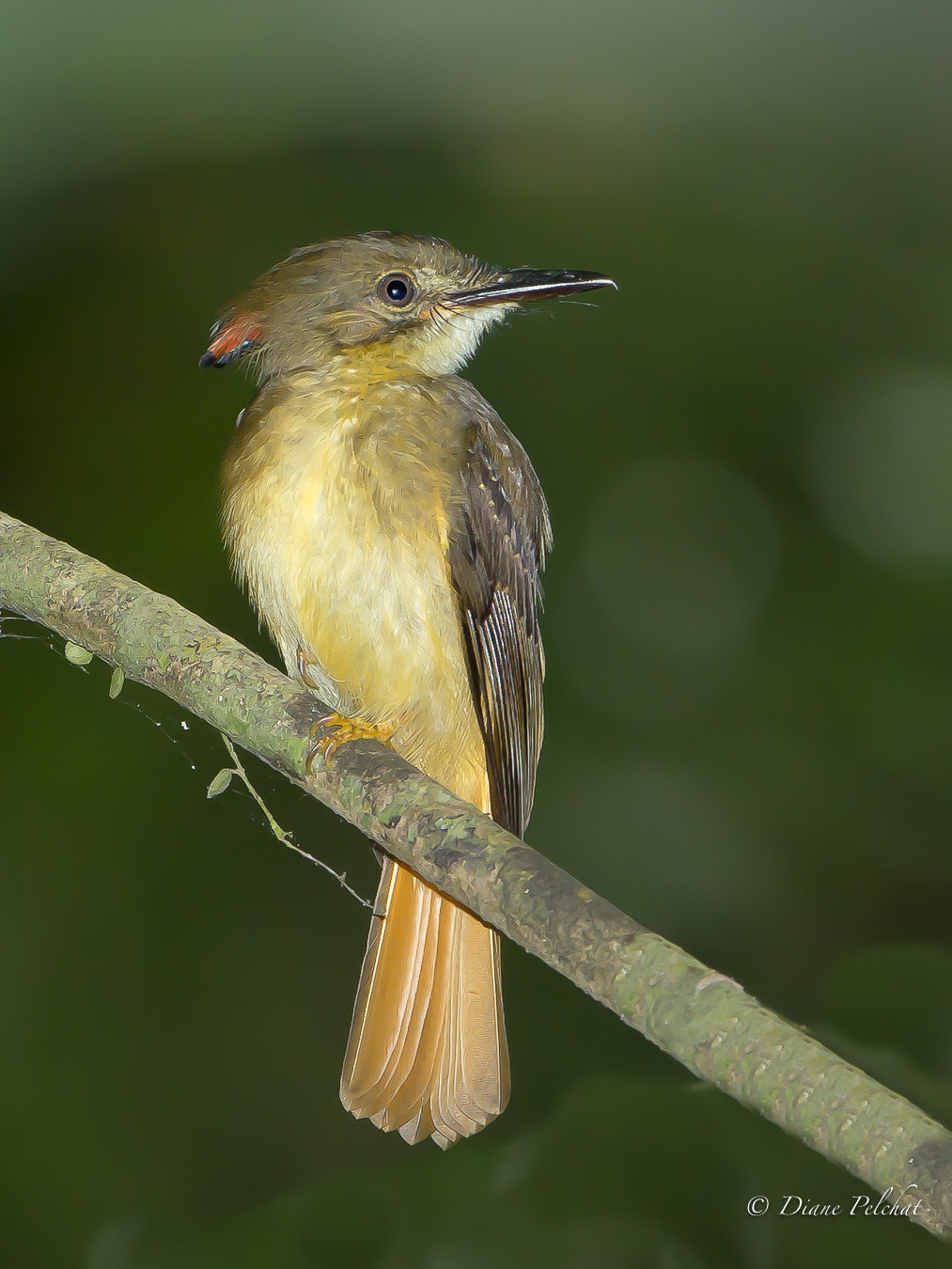 Canon EF 300mm F2.8L IS II USM sample photo. Royal flycatcher - moucherolle royale photography