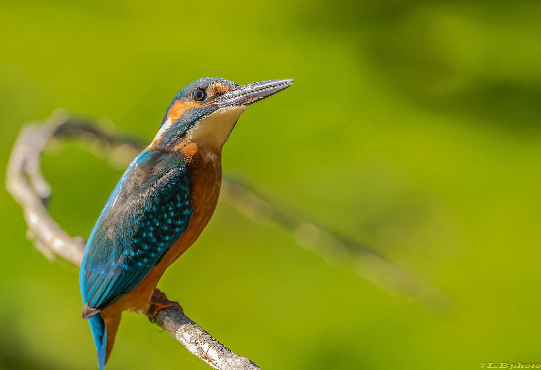 Pentax smc DA* 300mm F4.0 ED (IF) SDM sample photo. Martin pecheur prend la pose photography