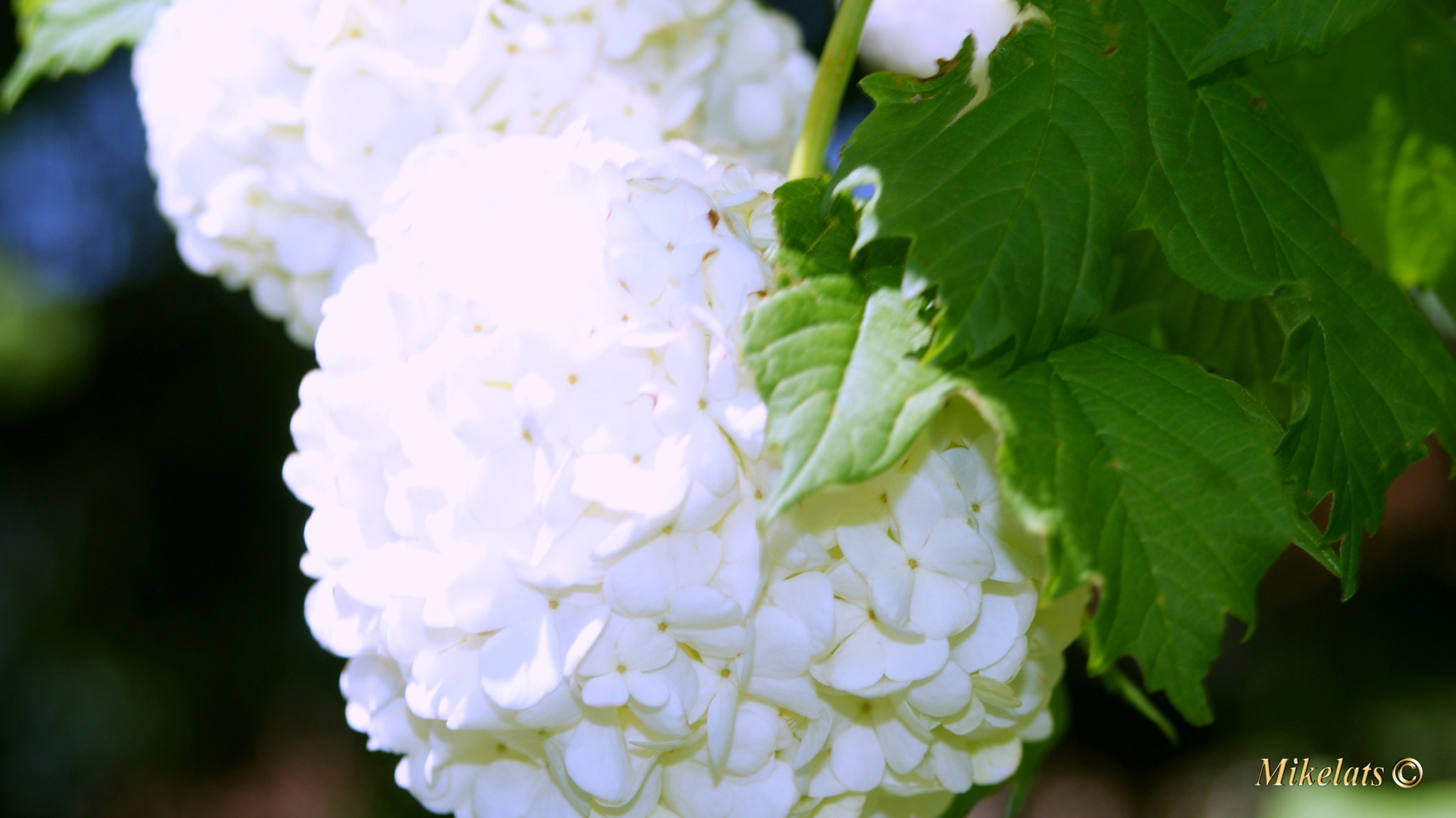 Minolta AF 28-80mm F3.5-5.6 II sample photo. Hortensia photography