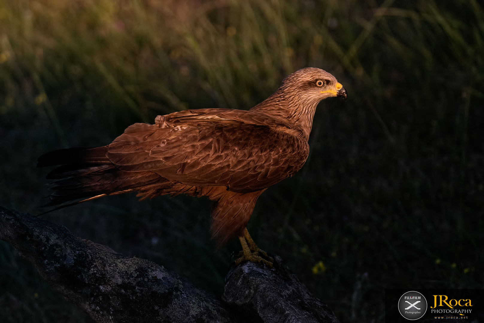 XF100-400mmF4.5-5.6 R LM OIS WR + 1.4x sample photo. Black kite photography