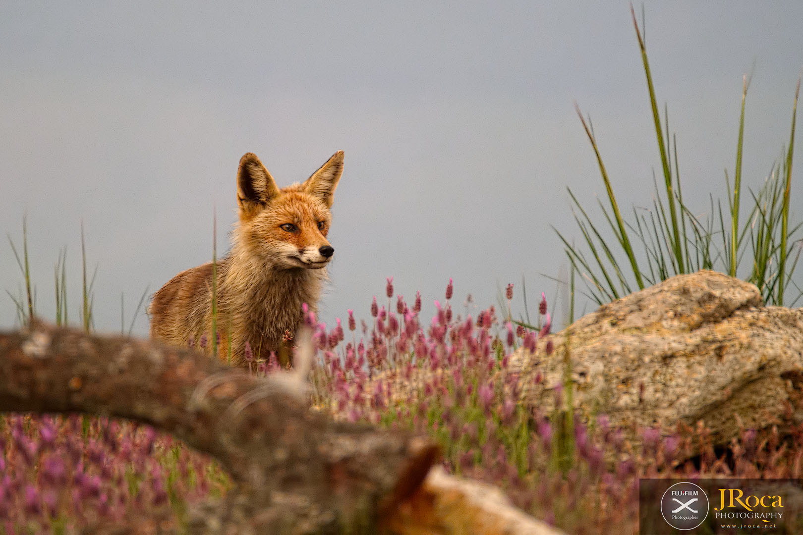 XF100-400mmF4.5-5.6 R LM OIS WR + 1.4x sample photo. Xtprova photography