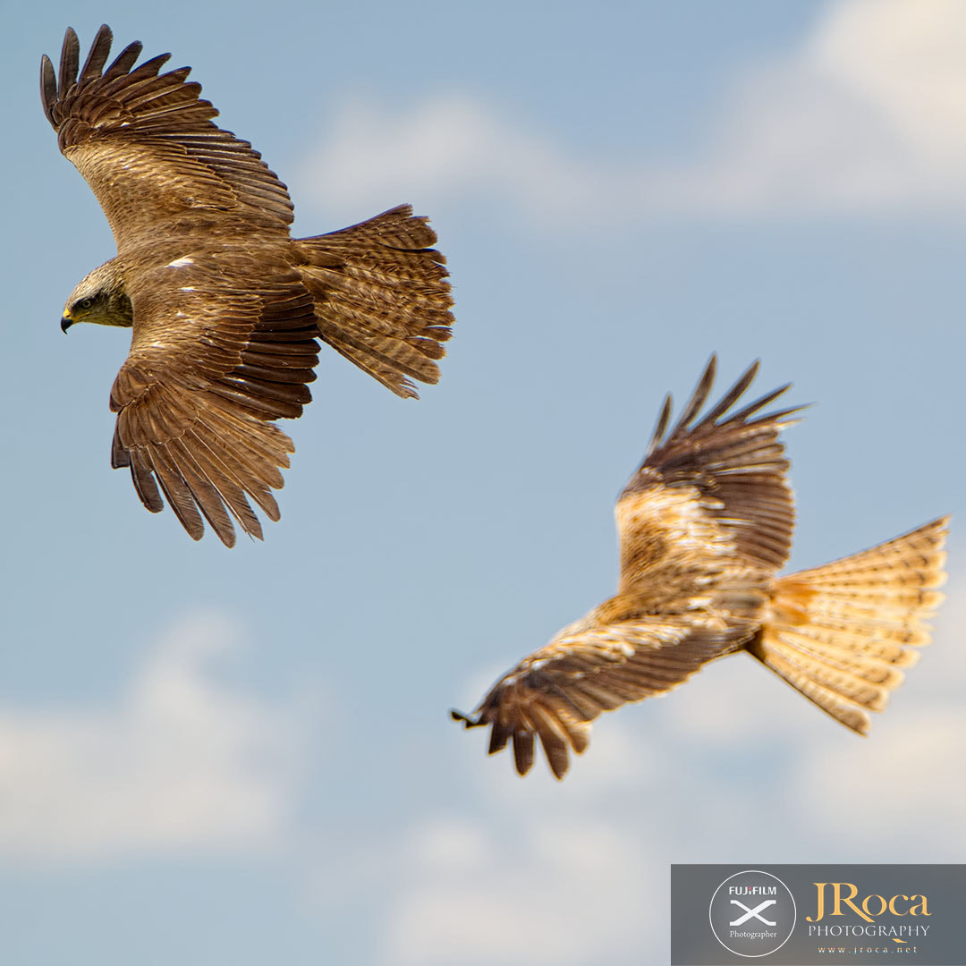 XF100-400mmF4.5-5.6 R LM OIS WR + 1.4x sample photo. Black and red kite photography