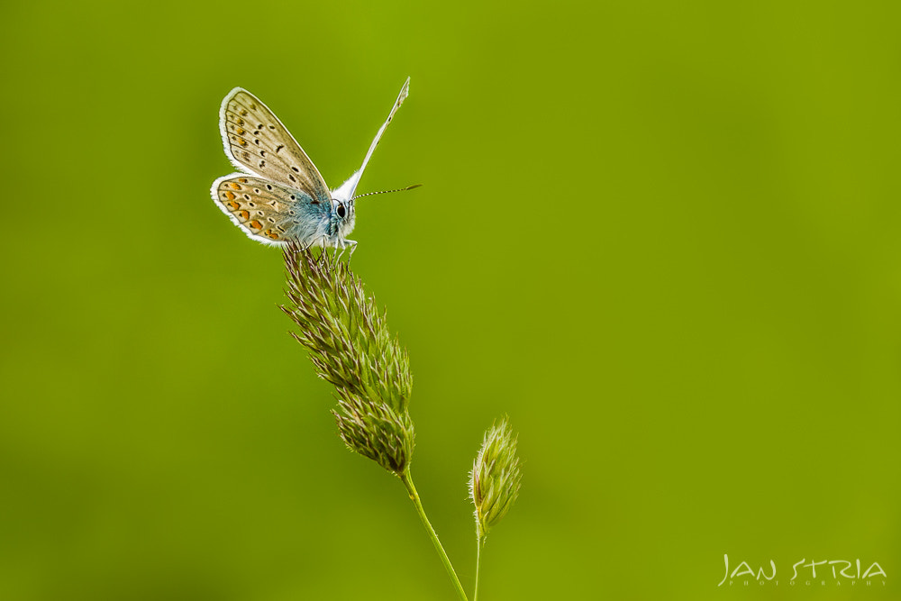Canon EF 70-300mm F4-5.6L IS USM sample photo. Spring life photography