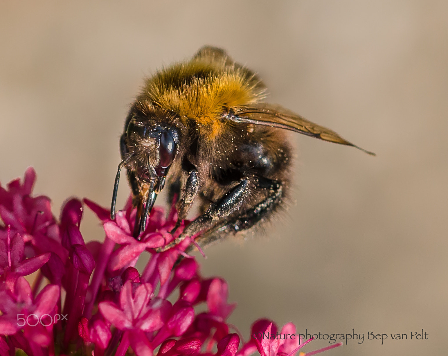 Nikon AF-S DX Micro-Nikkor 85mm F3.5G ED VR sample photo. Bumble bee eats nectar from red valerian photography