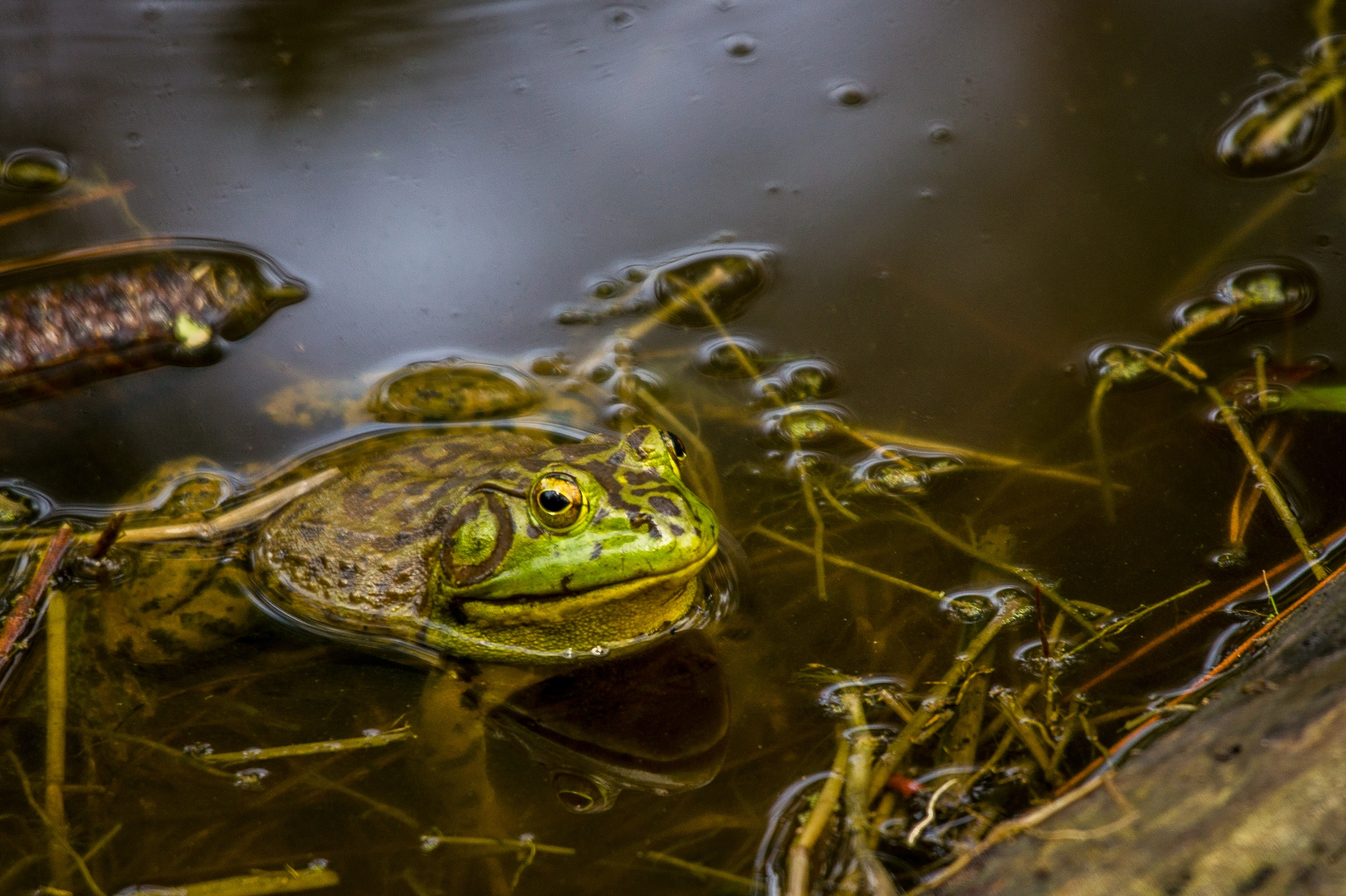 Sony SLT-A33 sample photo. Bull frog photography