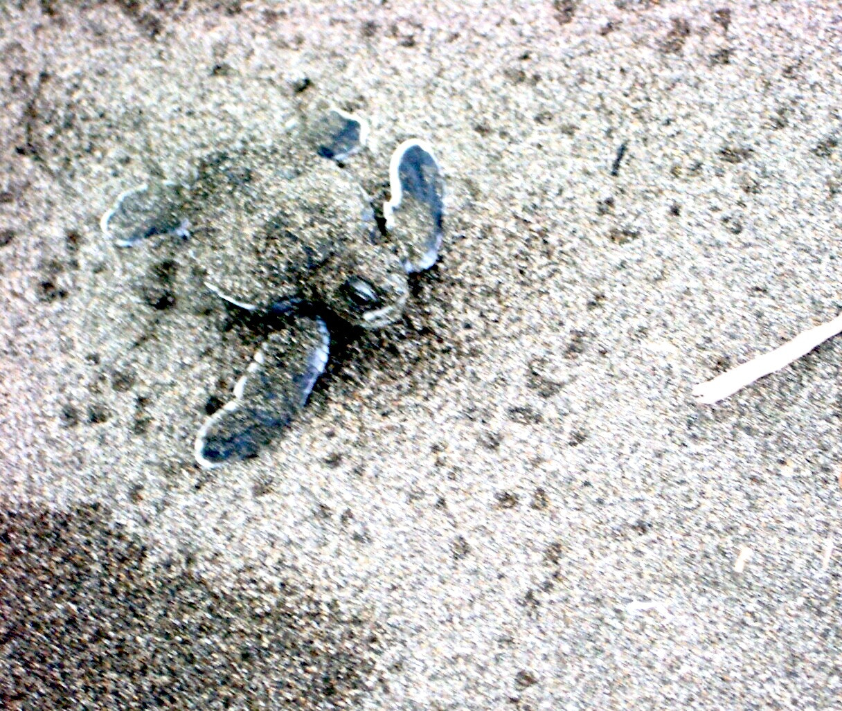 Pentax OPTIO S5I sample photo. Little turtle photography