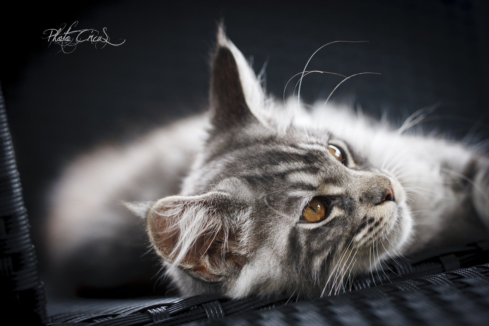 Canon EOS-1Ds Mark III sample photo. My baby <3 photography