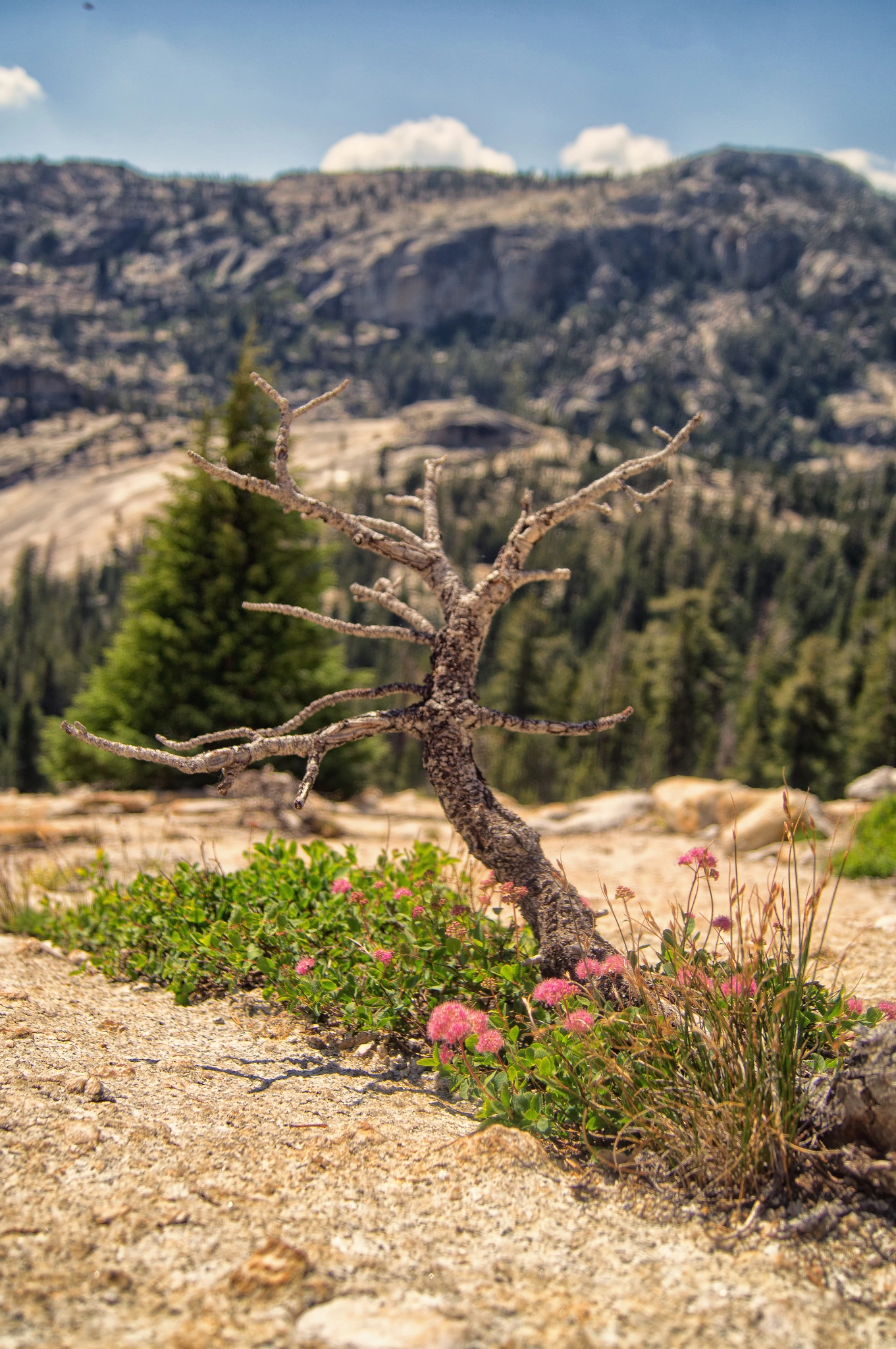 Sony SLT-A35 + Sony DT 18-55mm F3.5-5.6 SAM sample photo. Yosemite - tuolumne meadows photography