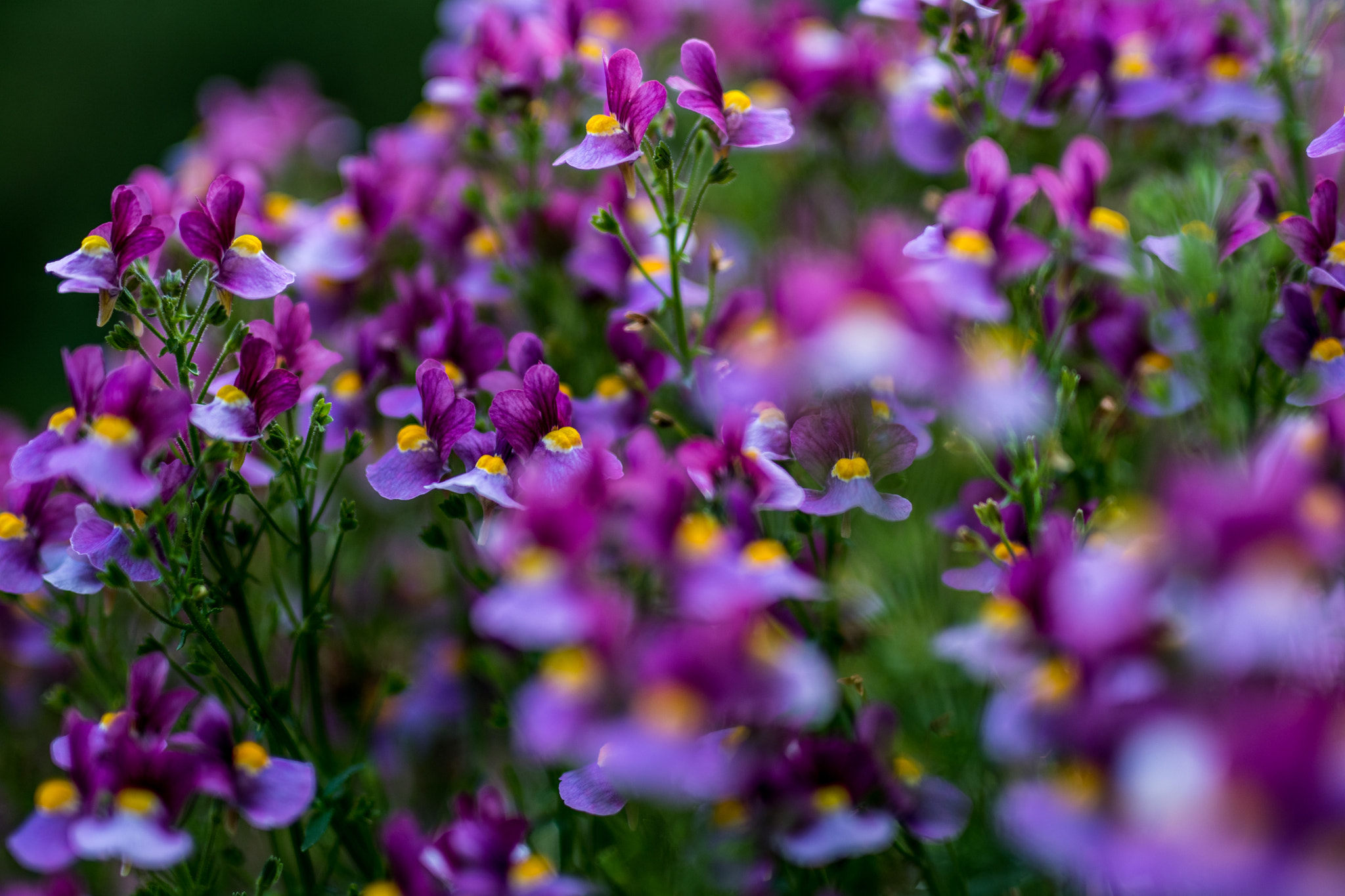 Nikon D500 + Sigma 50mm F1.4 DG HSM Art sample photo. Balcony flowers photography