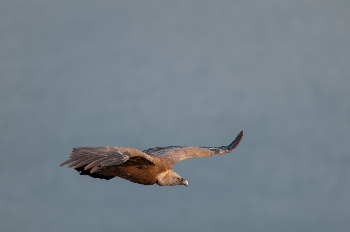 Nikon AF-S Nikkor 300mm F2.8G ED-IF VR sample photo