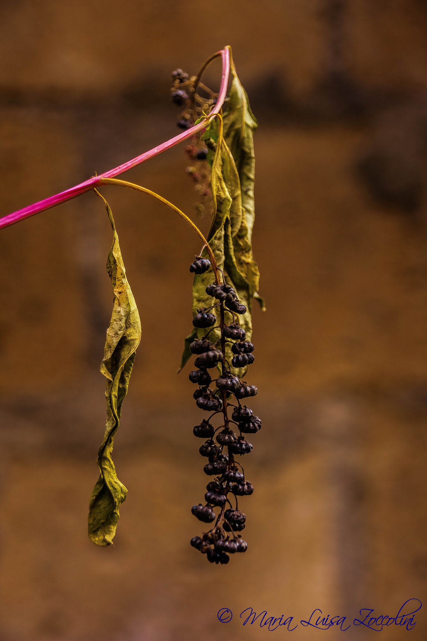 Sigma 18-250mm F3.5-6.3 DC OS HSM sample photo. Bacche di phitolacca americana photography