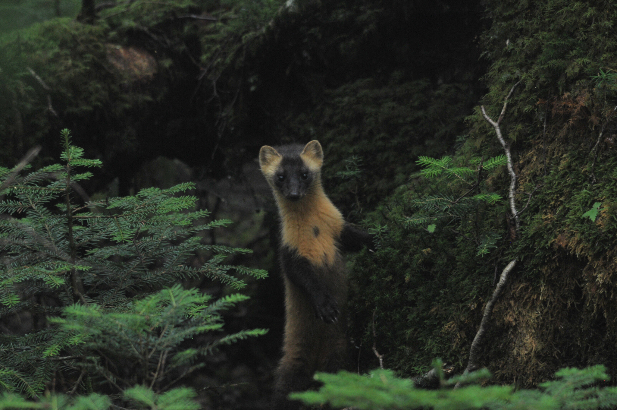 Sigma 150-500mm F5-6.3 DG OS HSM sample photo. In a forest photography