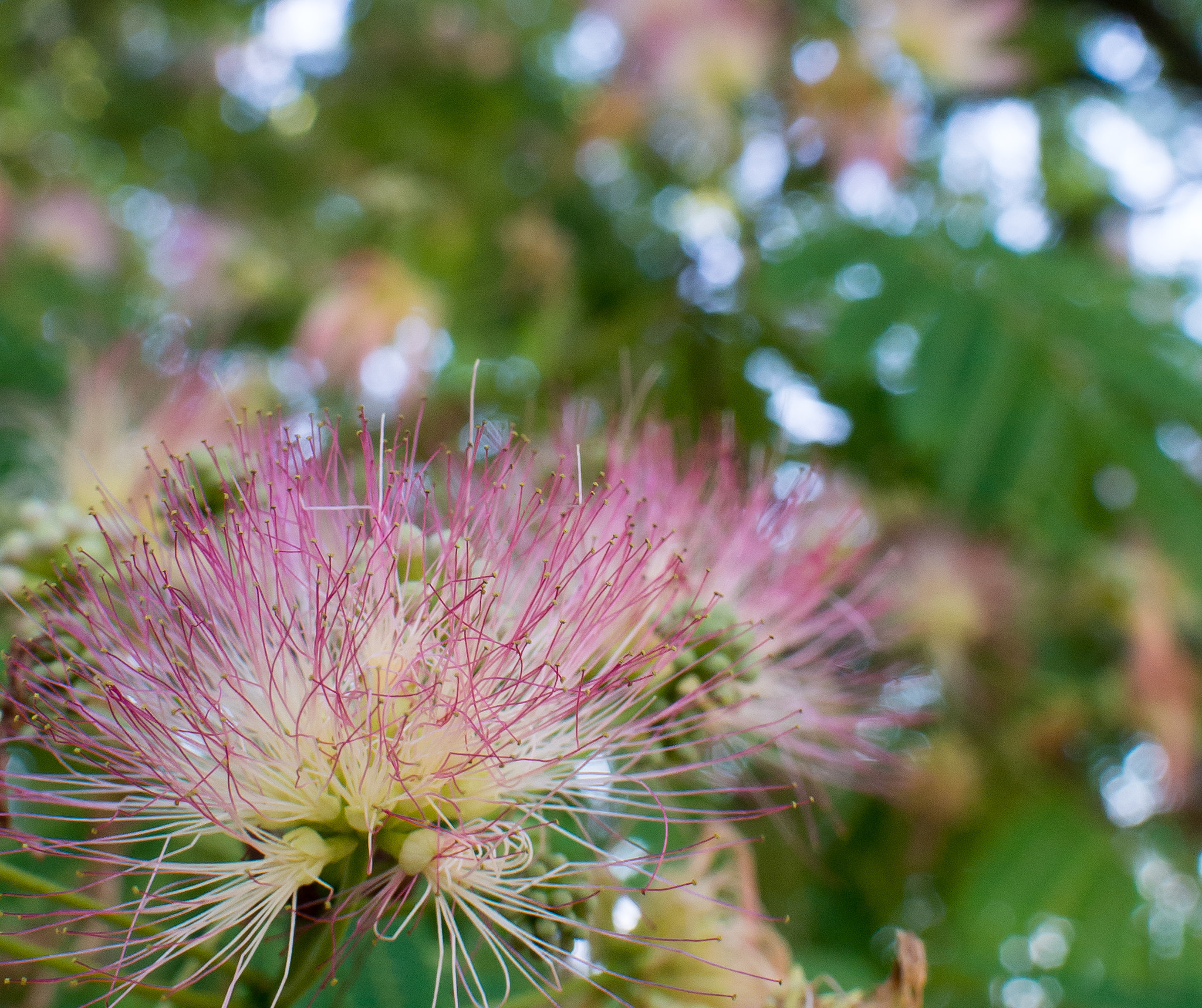Nikon 1 Nikkor 18.5mm F1.8 sample photo. Little pink pistils photography