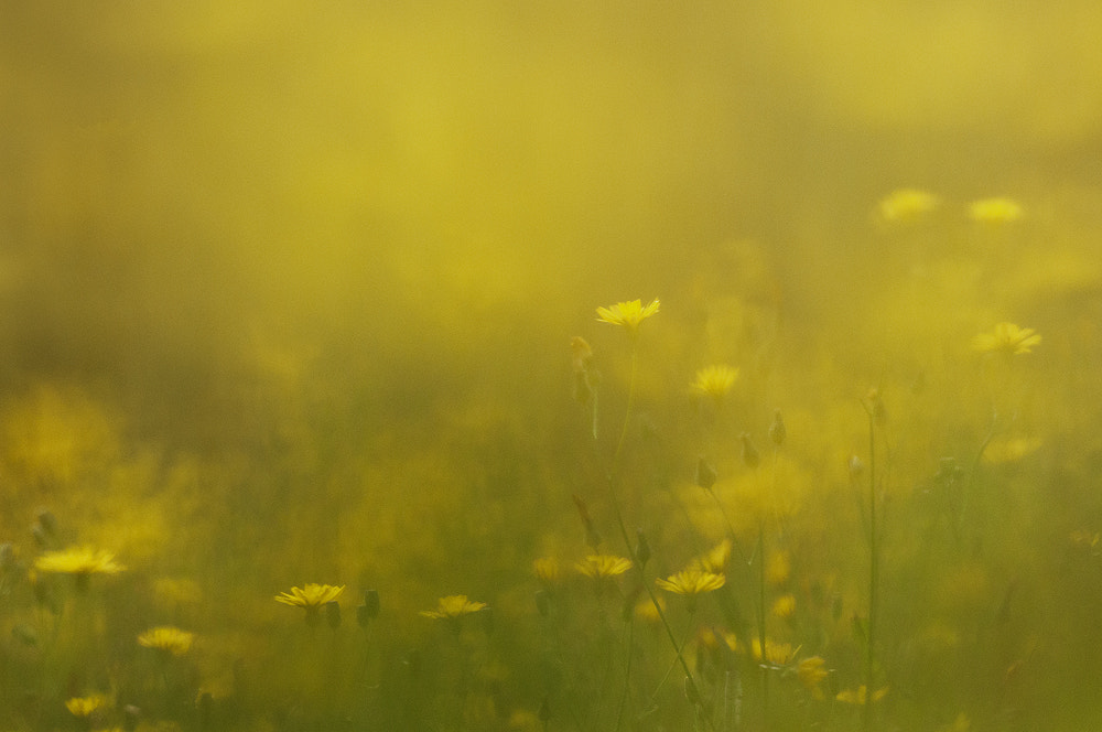 Nikon AF-S Nikkor 70-200mm F2.8G ED VR II sample photo. A mini landscape photography