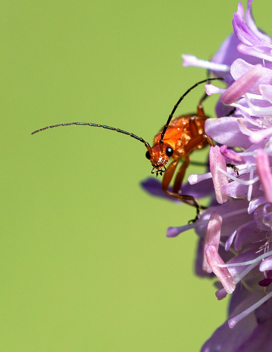 Sigma 150mm F2.8 EX DG OS Macro HSM sample photo. What are you? photography