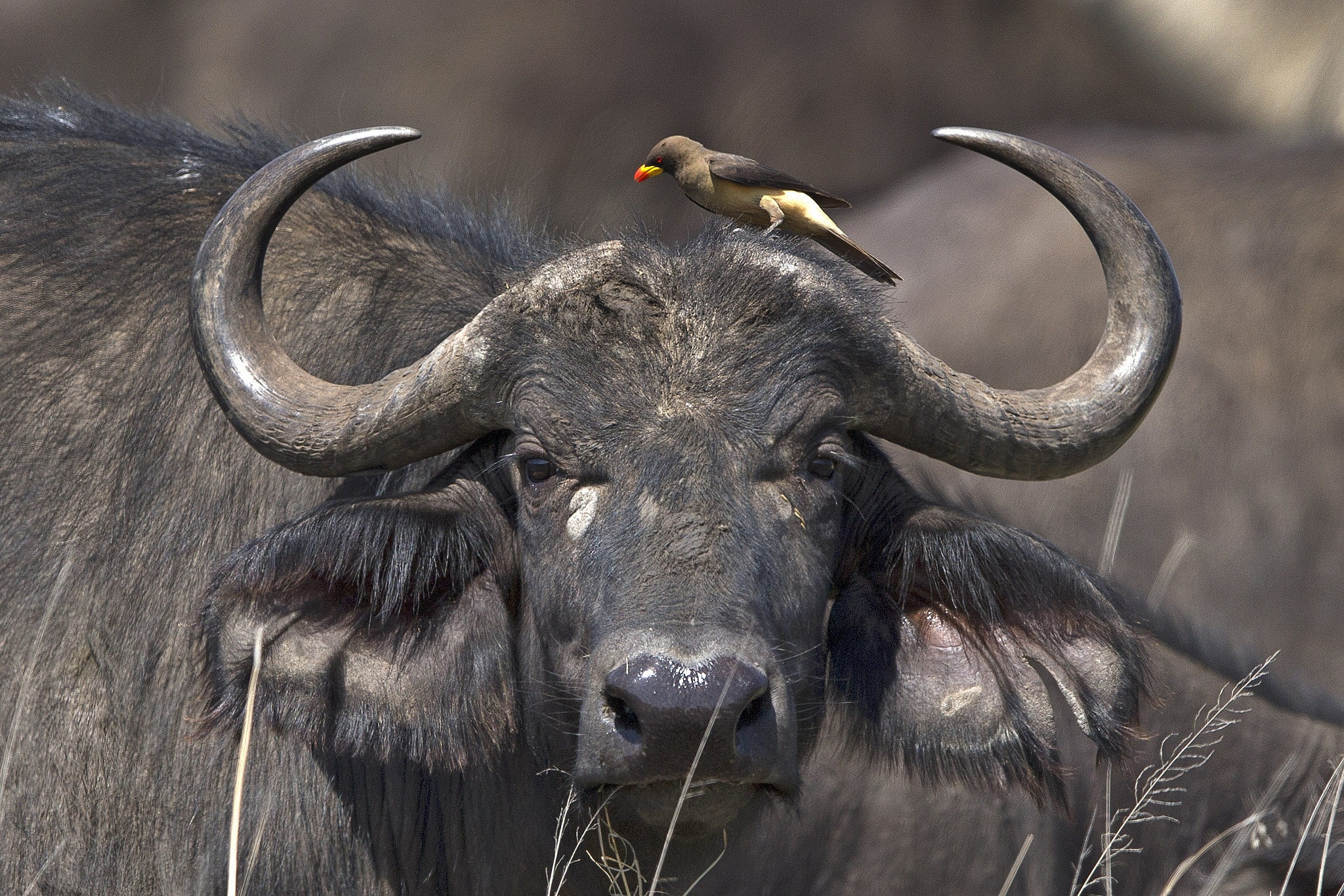 Canon EOS-1D X + Canon EF 400mm F2.8L IS II USM sample photo. A cape buffalo in tanzania provides a lift to an oxpecker who eats insects off his body. photography
