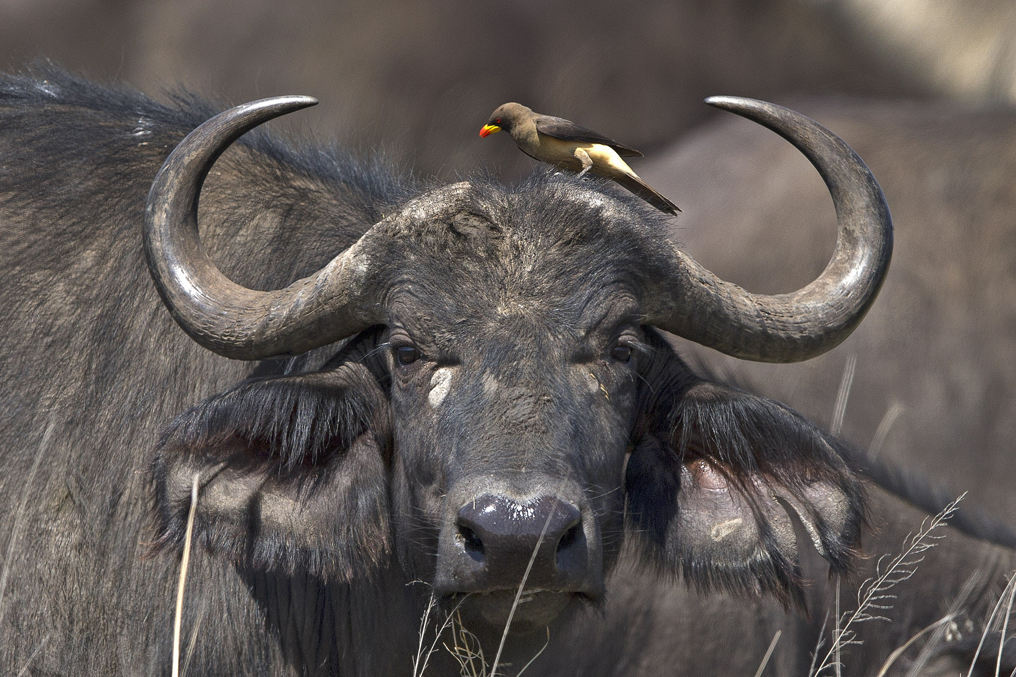 Canon EF 400mm F2.8L IS II USM sample photo. A cape buffalo in tanzania provides a lift to an oxpecker who eats insects off his body. photography