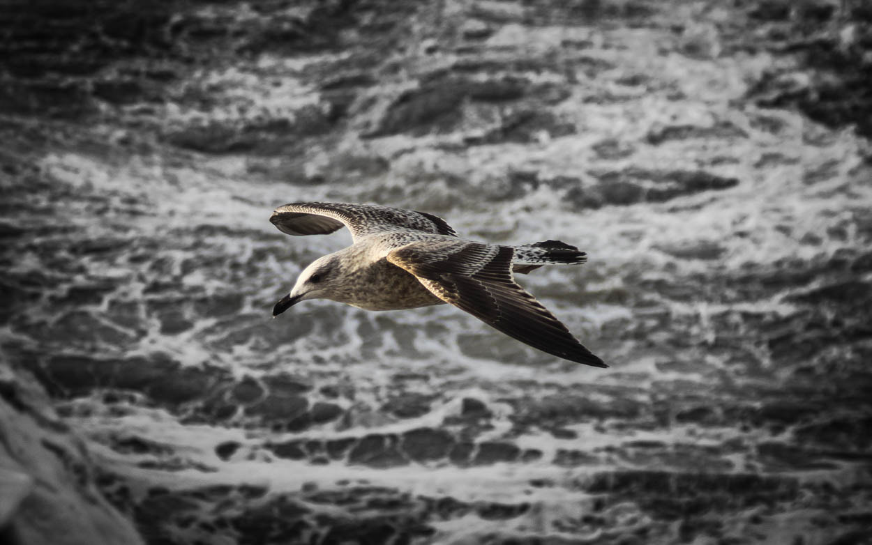 Canon EOS 500D (EOS Rebel T1i / EOS Kiss X3) + Tamron AF 28-200mm F3.8-5.6 XR Di Aspherical (IF) Macro sample photo. Young seagull- photography