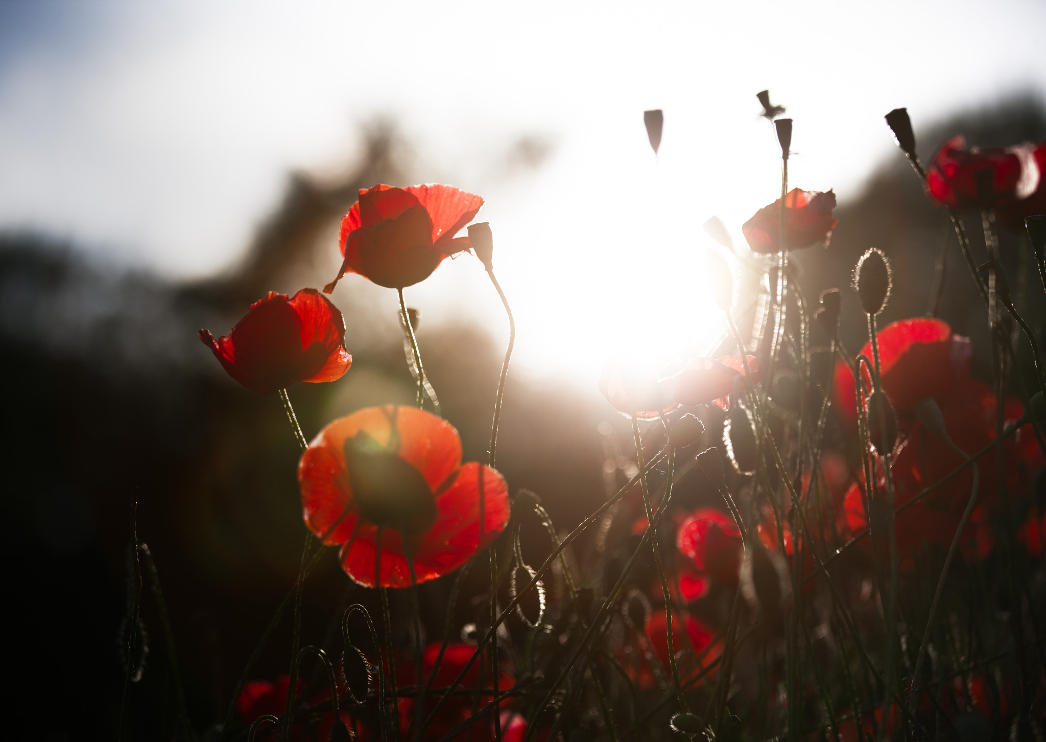 Canon EOS-1Ds Mark III sample photo. Papaveri luce photography