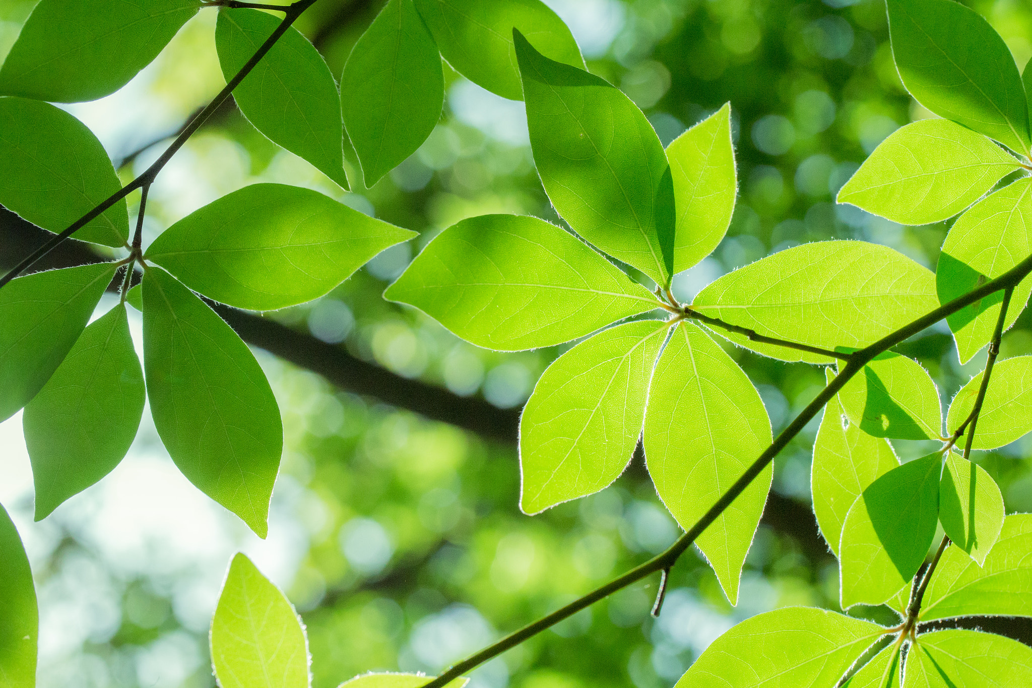 Canon EF 100mm F2.8L Macro IS USM sample photo. Leaf photography