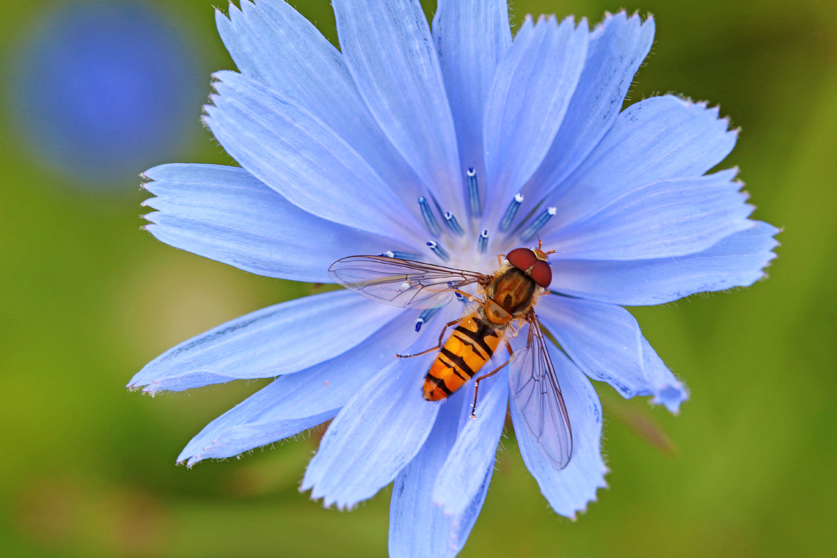 Canon EF 100mm F2.8 Macro USM sample photo. Little bee photography