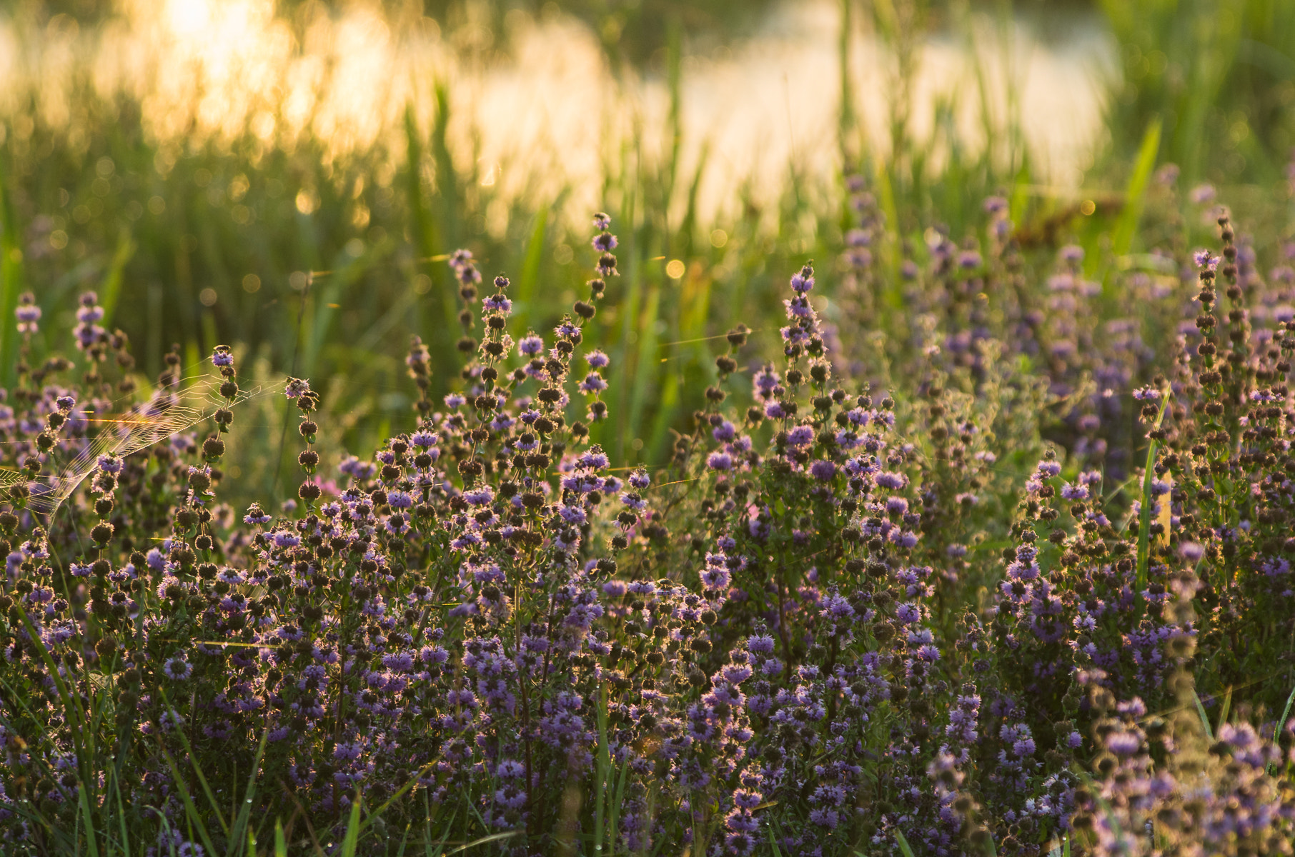 Pentax K-5 sample photo. Dawn by the marshes photography