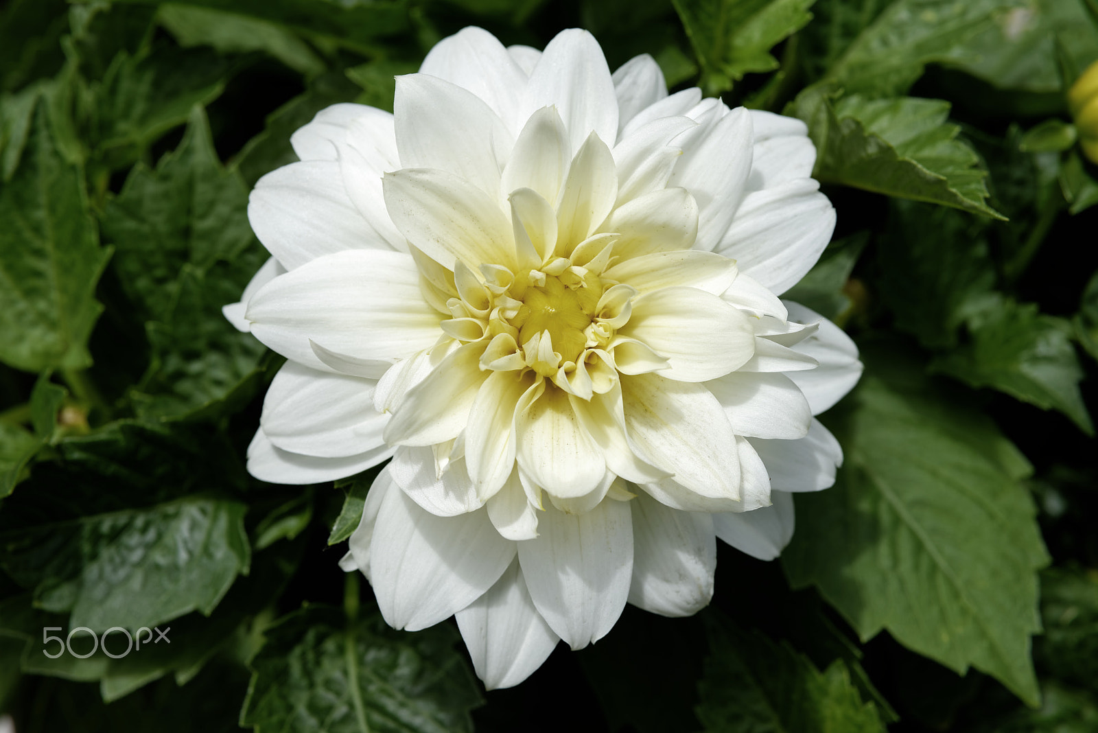 Nikon AF-S Micro-Nikkor 60mm F2.8G ED sample photo. White flower photography