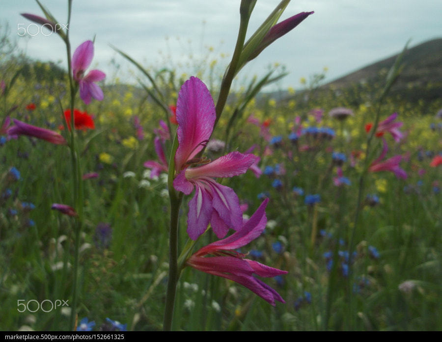 Fujifilm FinePix JV500 sample photo. Flower photography photography