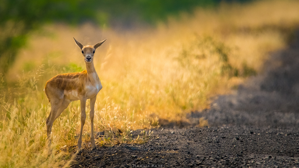 Nikon D4S sample photo. The curious one on road side.. photography
