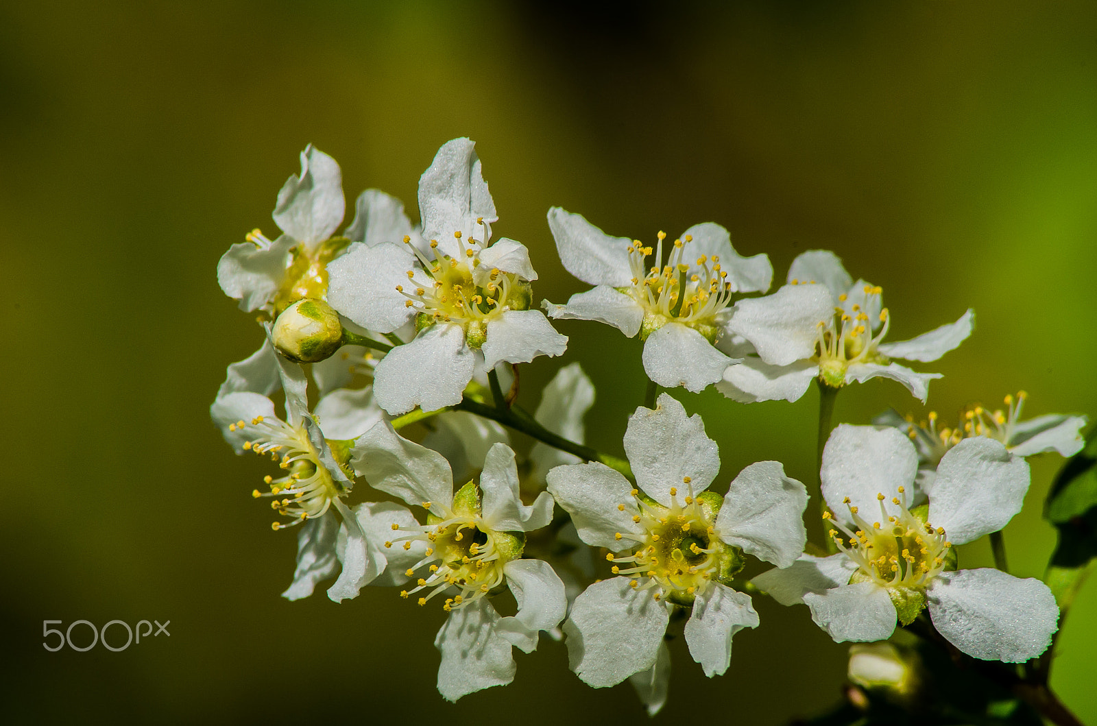 Tamron AF 70-300mm F4-5.6 Di LD Macro sample photo. Blossom  photography