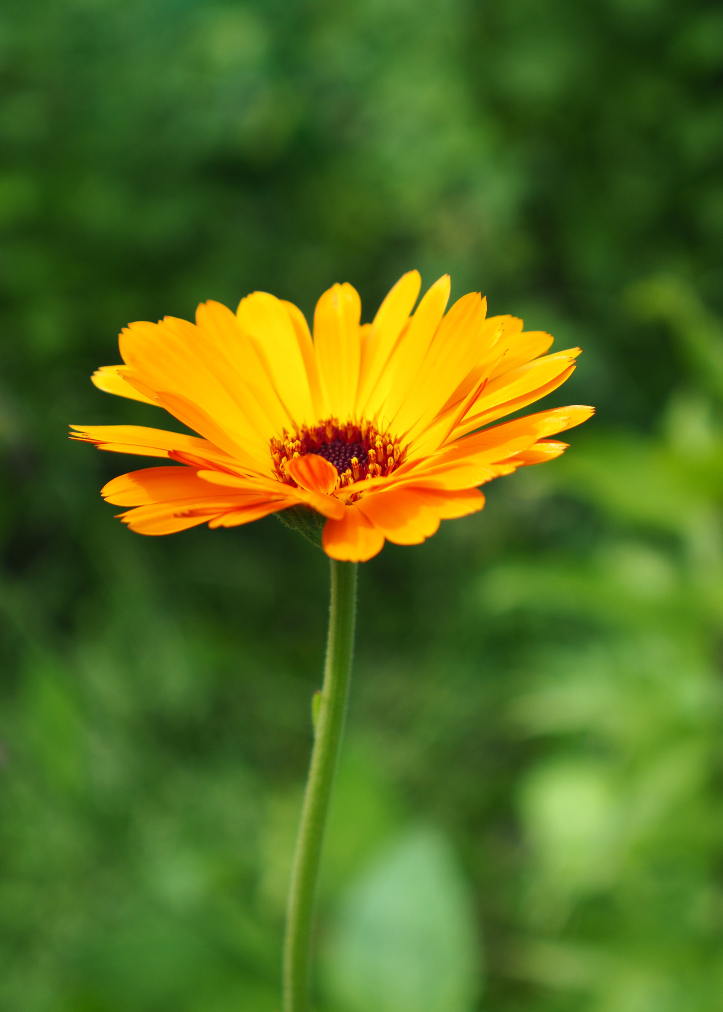 LUMIX G VARIO 14-42/F3.5-5.6 II sample photo. Summer flower photography