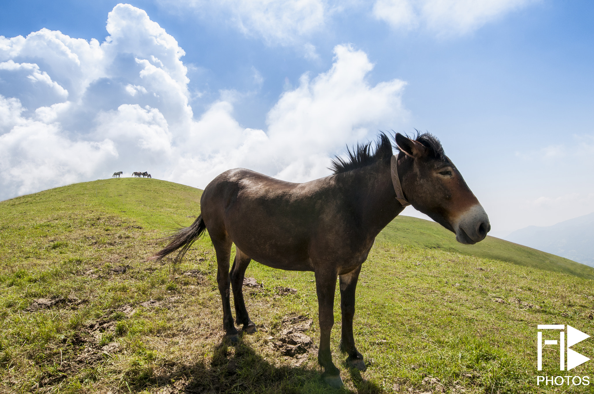 Nikon D300S sample photo. A donkey model shooting photography
